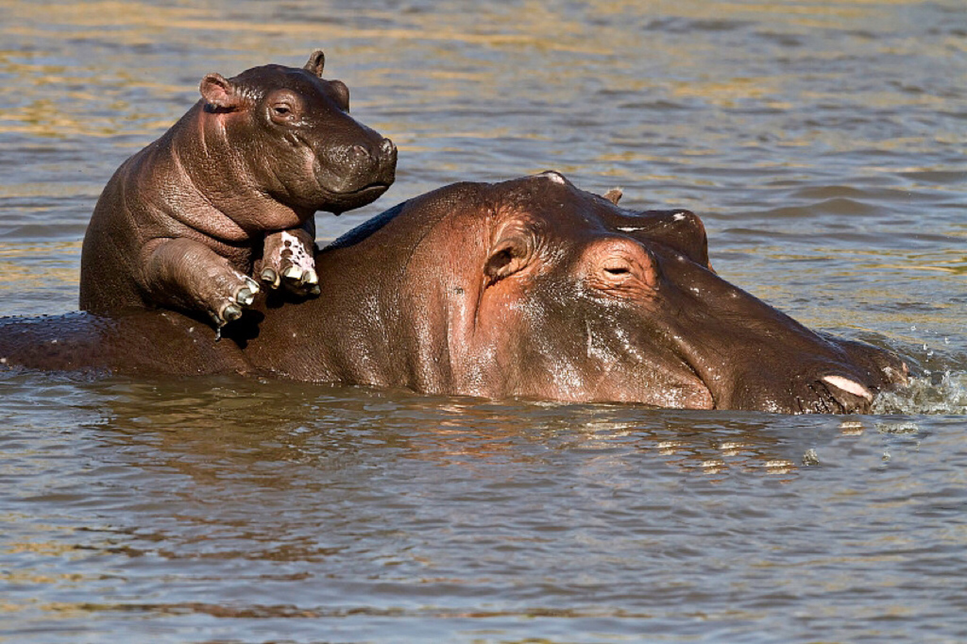 孩子一起瞧动物 名称:河马 分类:动物界,脊索动物门,哺乳纲,真兽亚纲