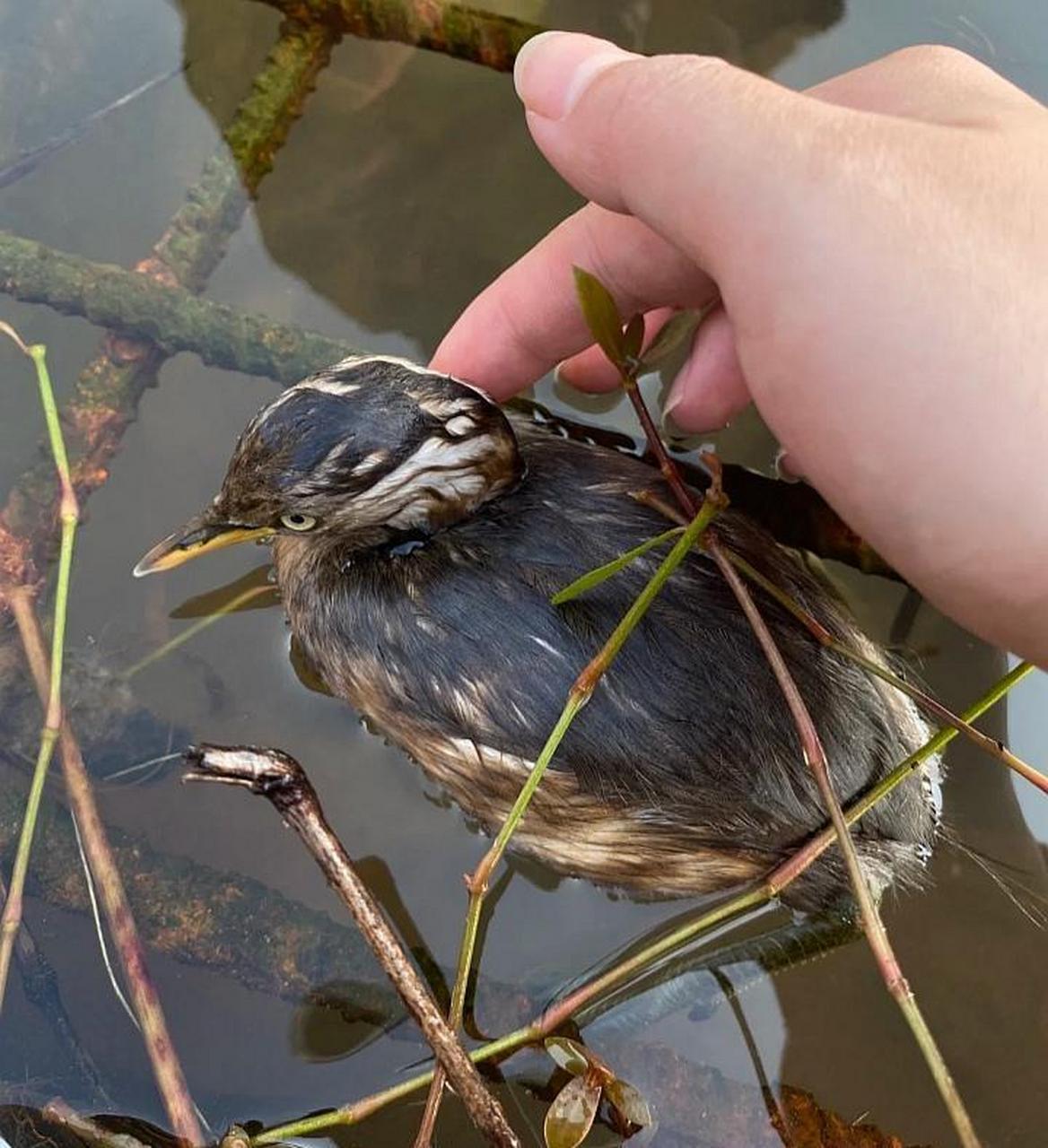 这是什么鸟?鸭脚兽吗?