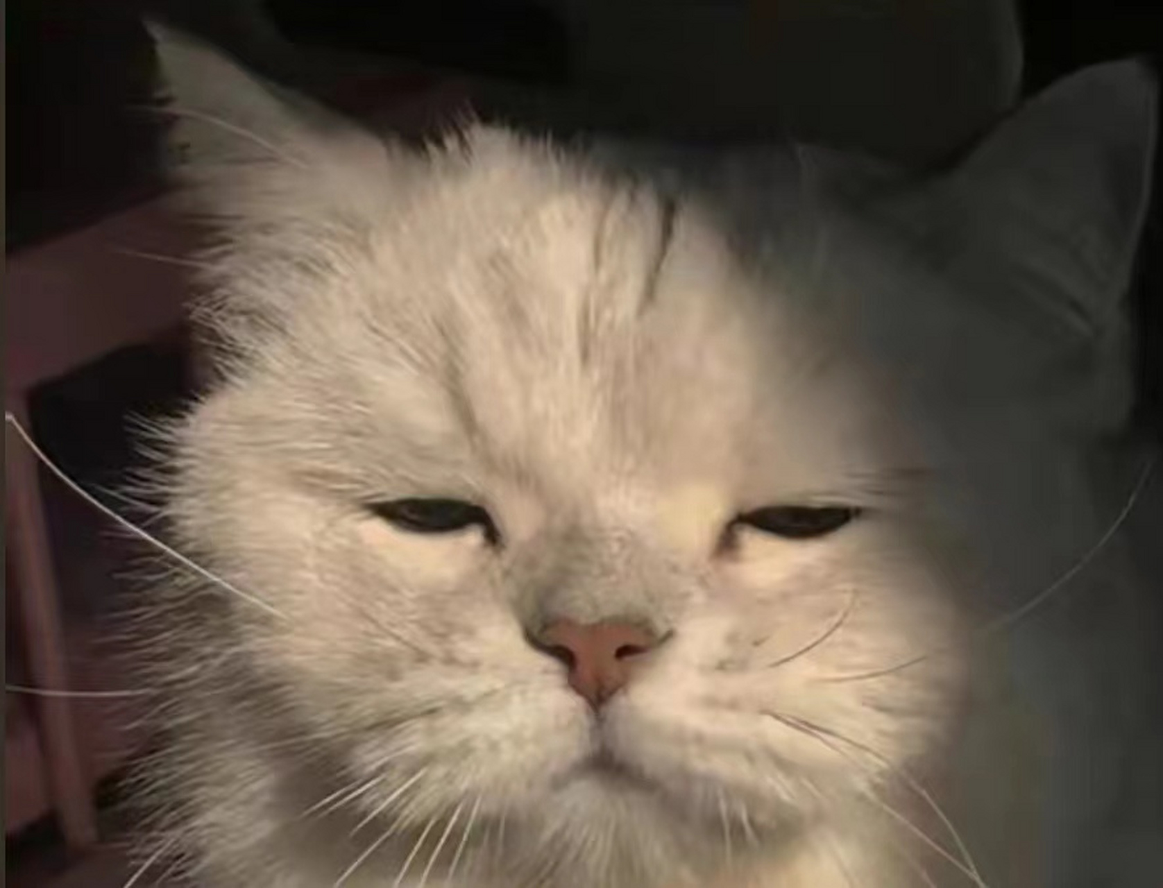 它眯眯眼打瞌睡的样子,像极了上课困极了的你! #搞笑萌宠