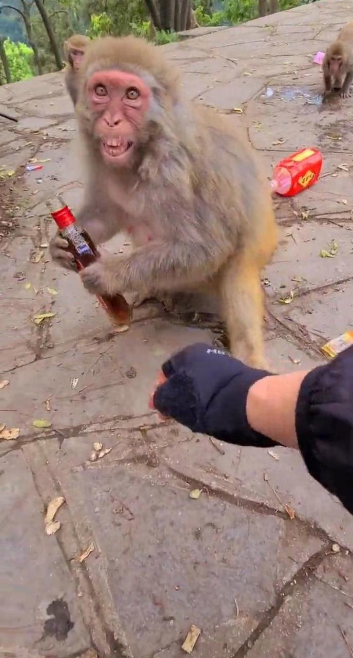 没想到猴子竟然也爱喝劲酒,只是不知道它喝醉了会不会发酒疯呢?