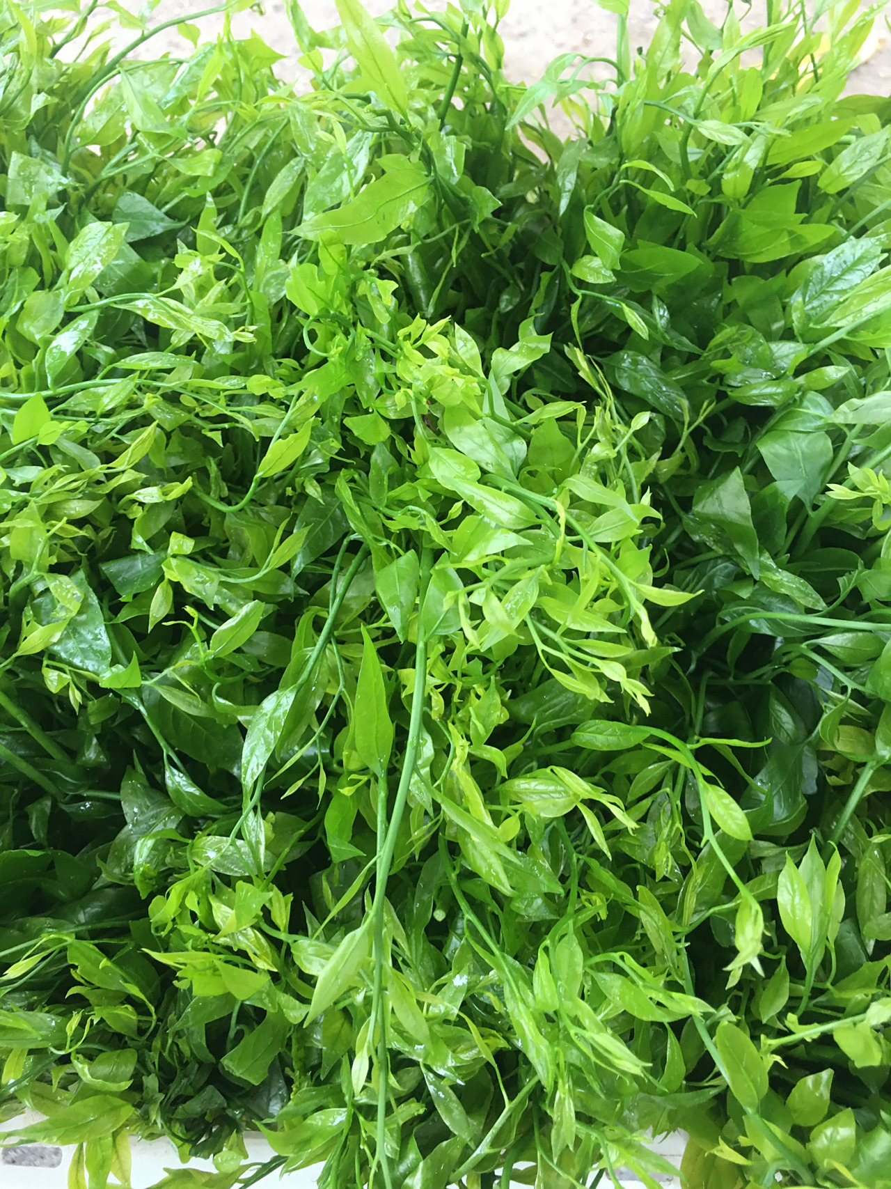 云南甜菜有野生和人工栽培之分,价格相差非常大  在云南省红河一带,说