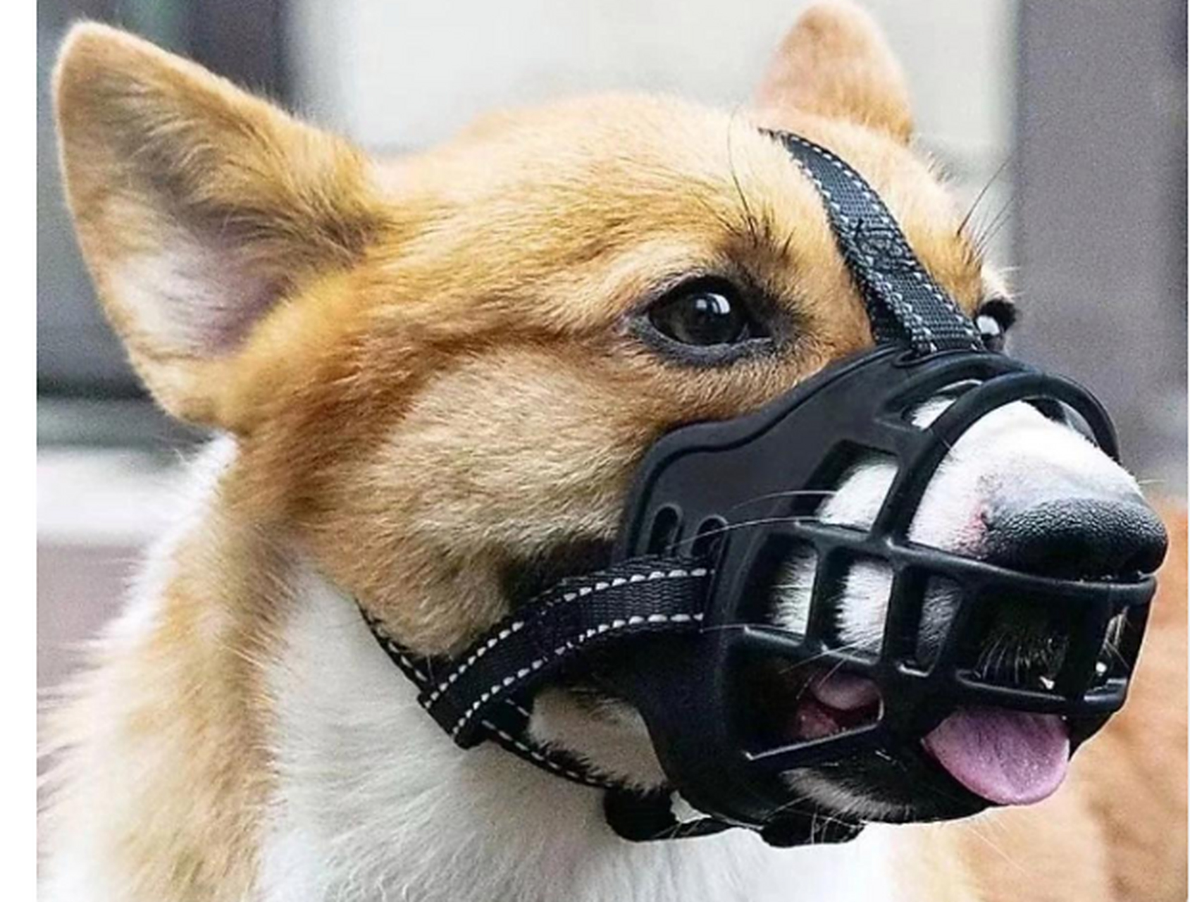 狗子:你买嘴套没看尺寸吗?拉低了我的颜值.