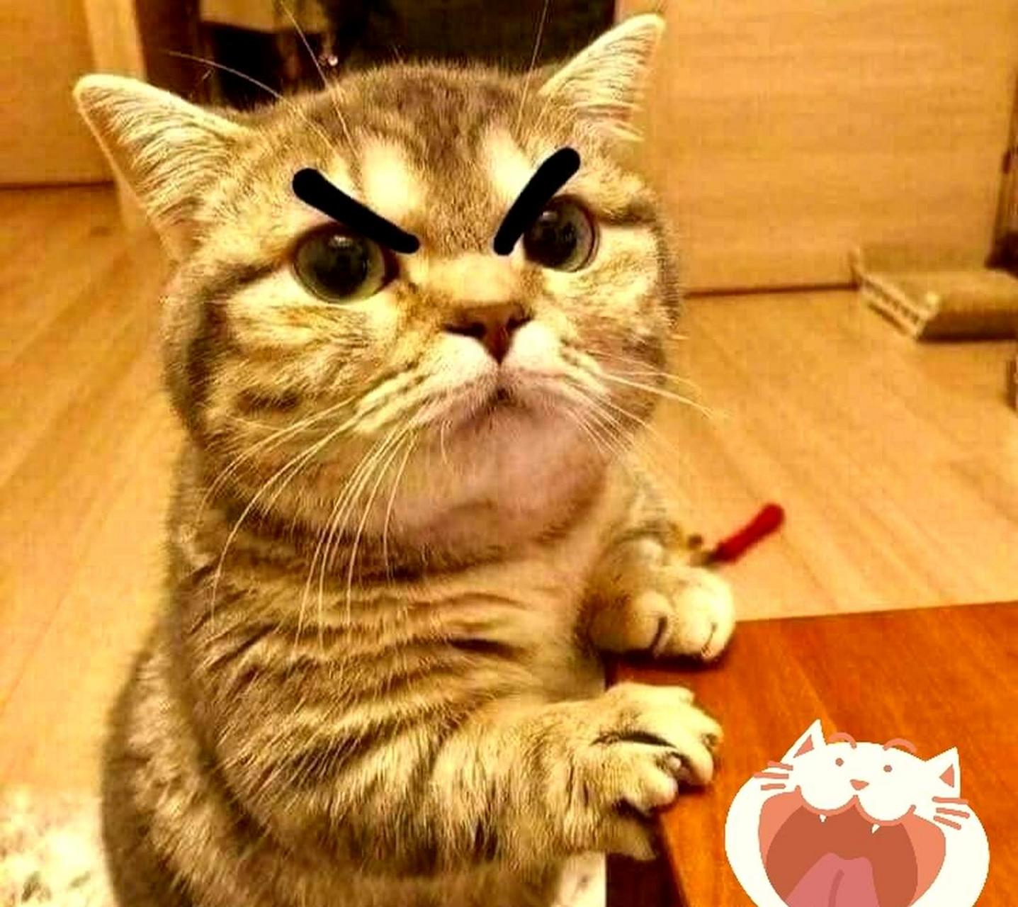 给猫咪加上眉毛后显得更加凶狠!