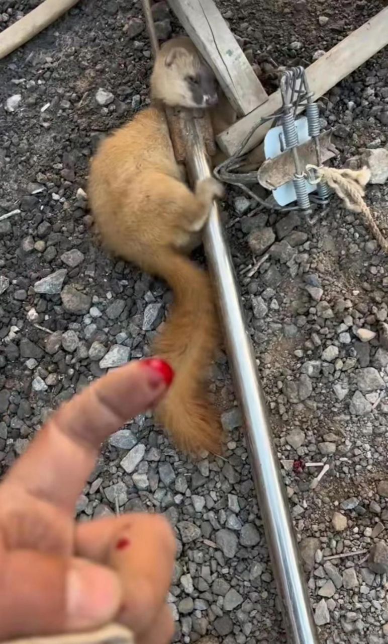 抓到一只黄鼠狼被咬了一口,这玩意能吃吗?
