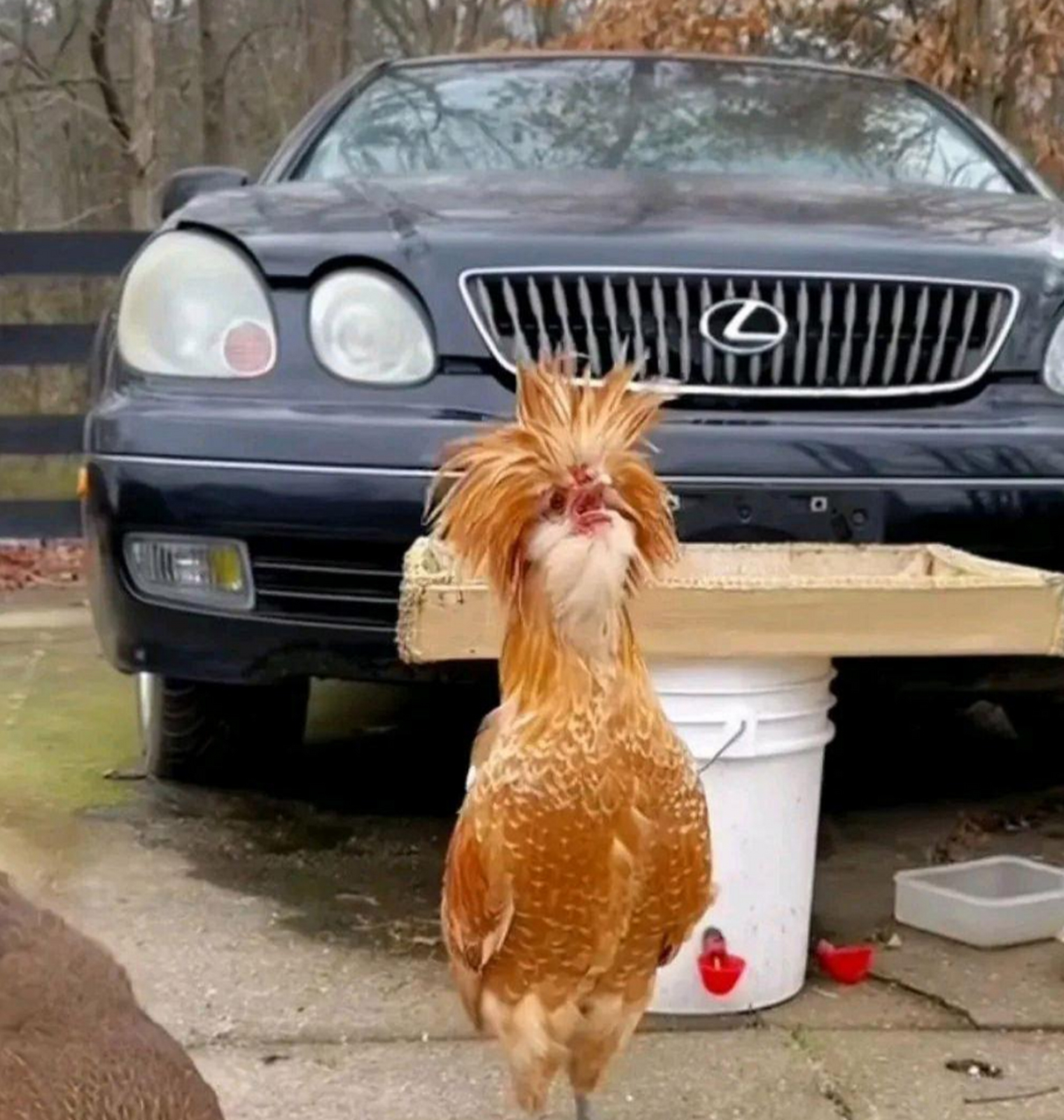 这只鸡是刚睡醒炸毛了吗