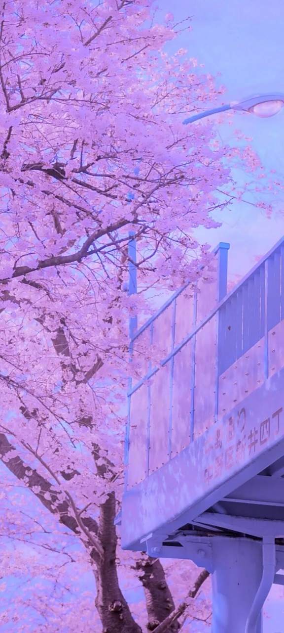 浪漫紫色手机高清壁纸分享~~[网页链接]