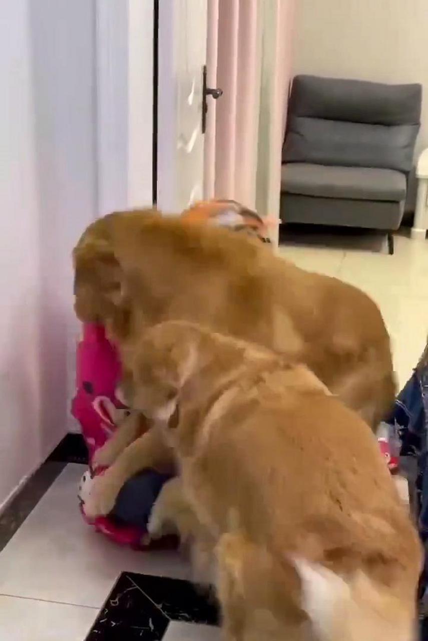 网友:这就是古话说的"虎落平阳被犬欺"吧!