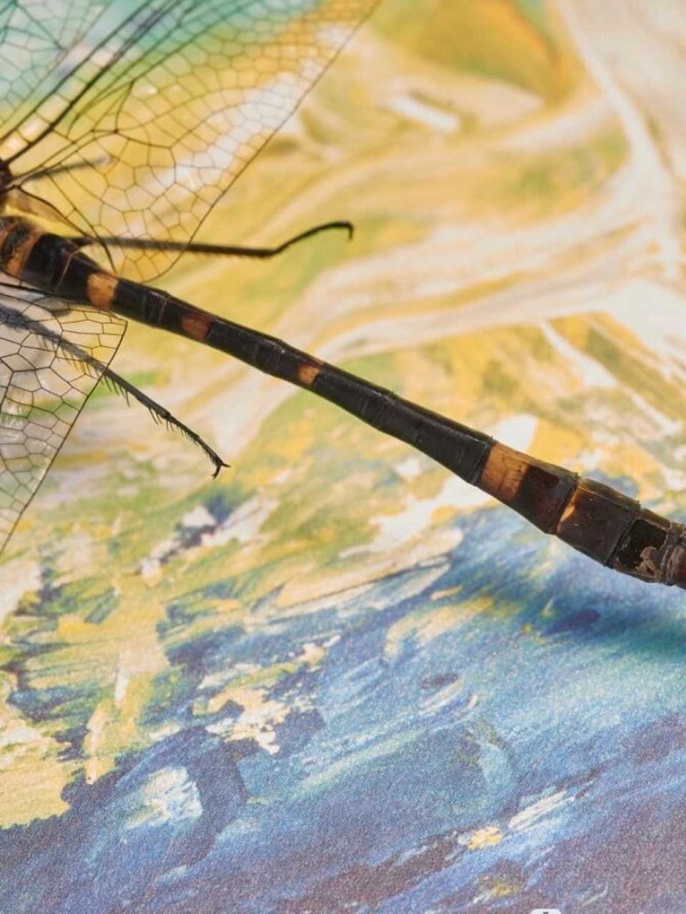 金属蓝滑翔机——闪蓝丽大伪蜻  闪蓝丽大伪蜻,以其独特的金属蓝色