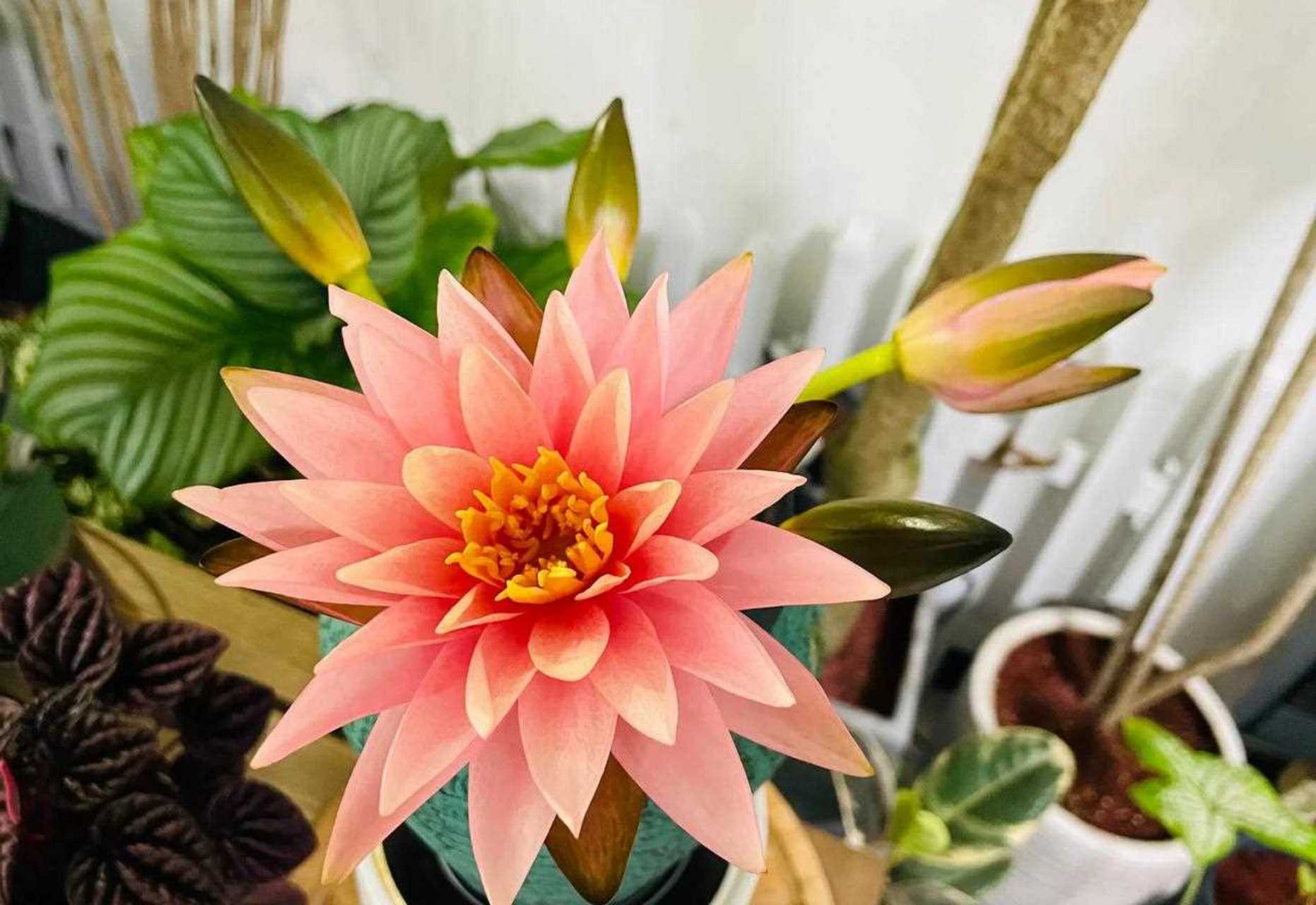 图一,这个香槟色的睡莲插花蛮好看的,重点是,还很便宜.