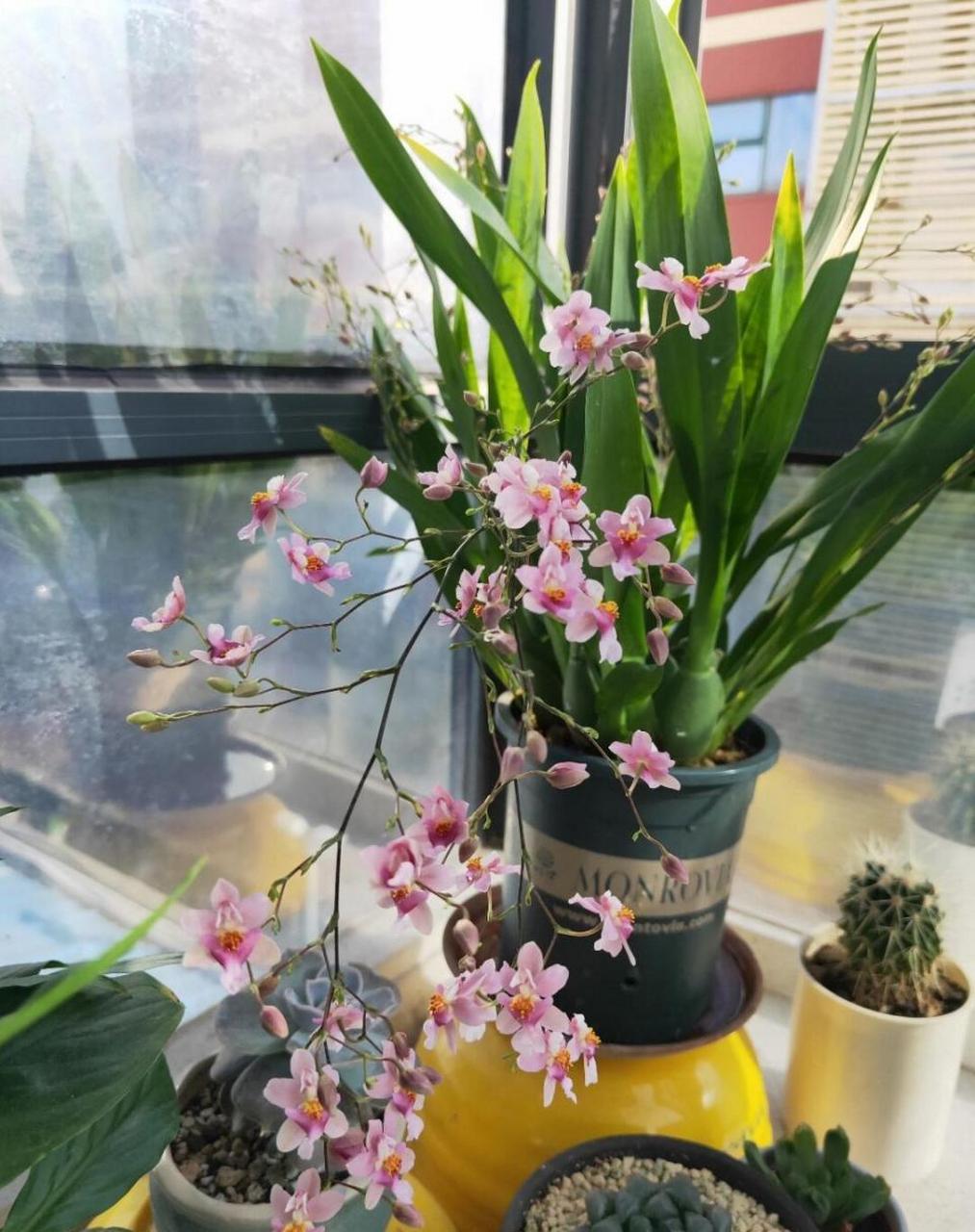 迷你文心兰"梦香"系列,有着精致迷人的小花,轻盈摇曳的姿态,甜美可口