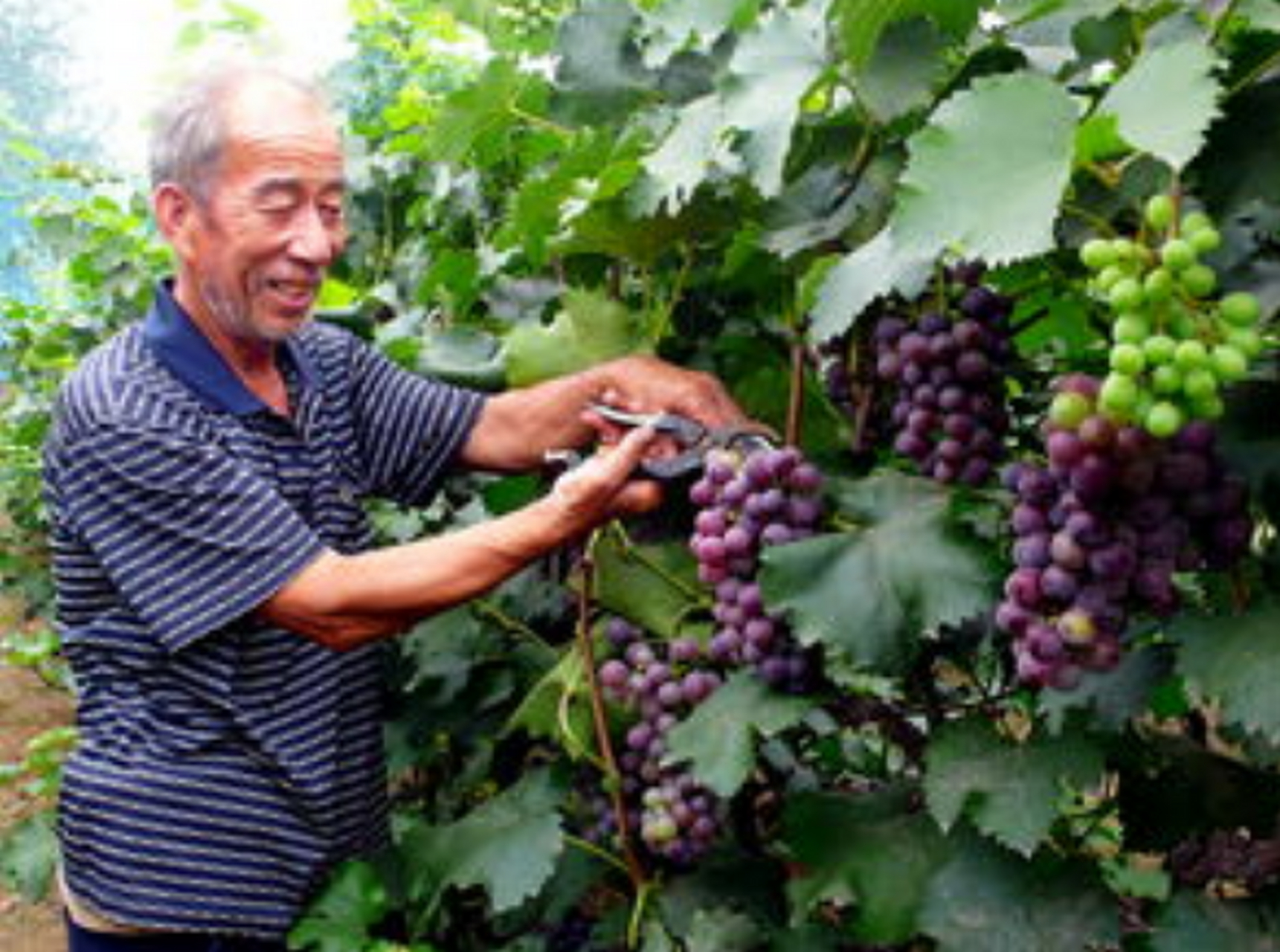 2006年,煤老板刘金启扔下亿万生意,跑到戈壁种葡萄,8年狂砸6亿颗粒无