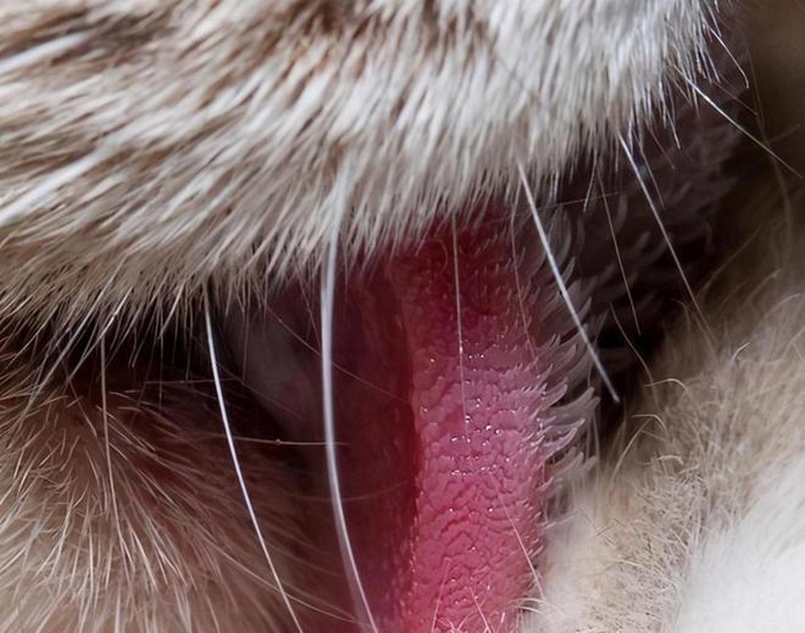 为何雄性猫科动物的生育器官长着倒刺,交尾时还是会弄伤雌性,这种"不