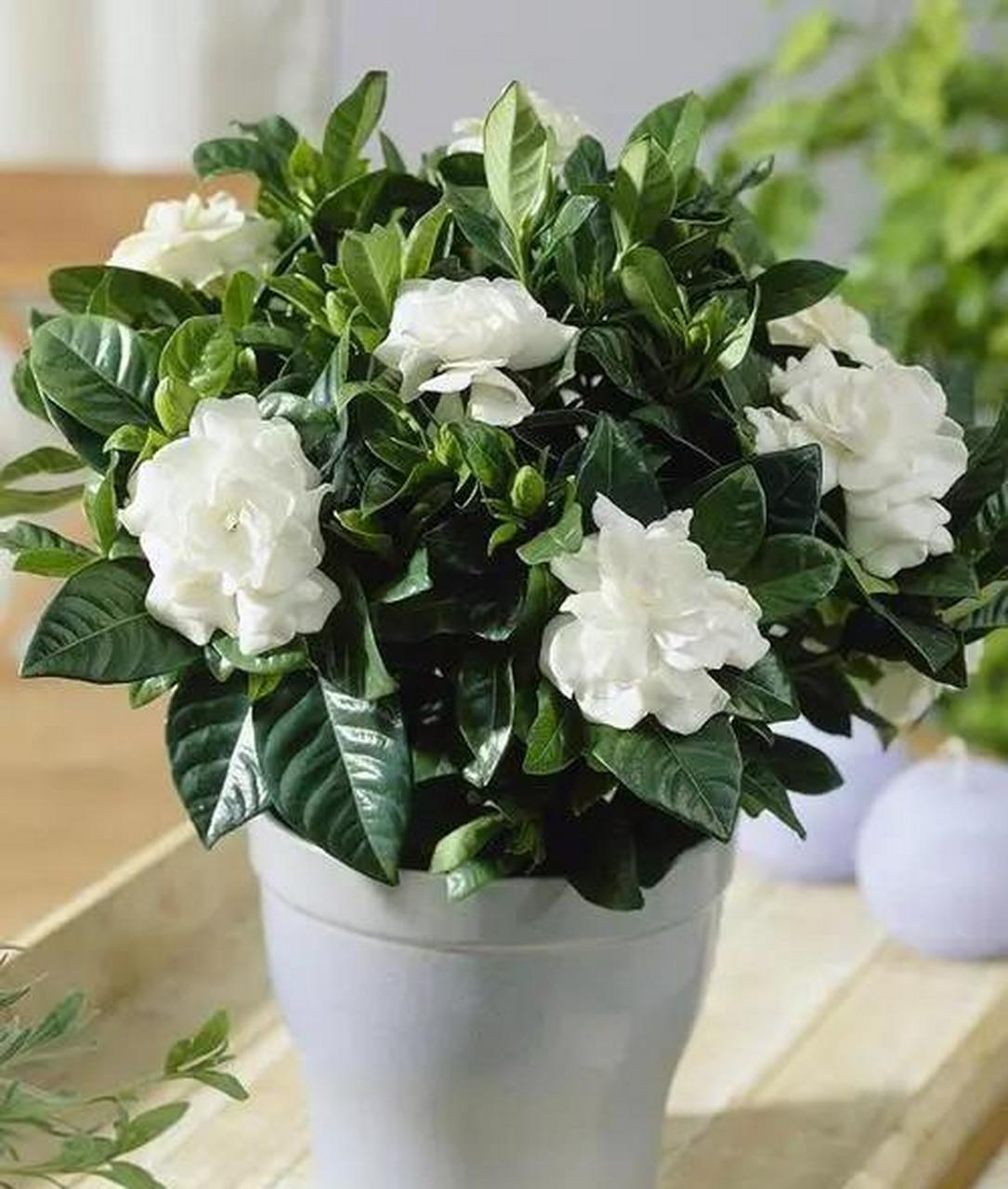 栀子花纯白的花瓣,象征着[心]爱情,到了这个季节(   到   ),栀子花