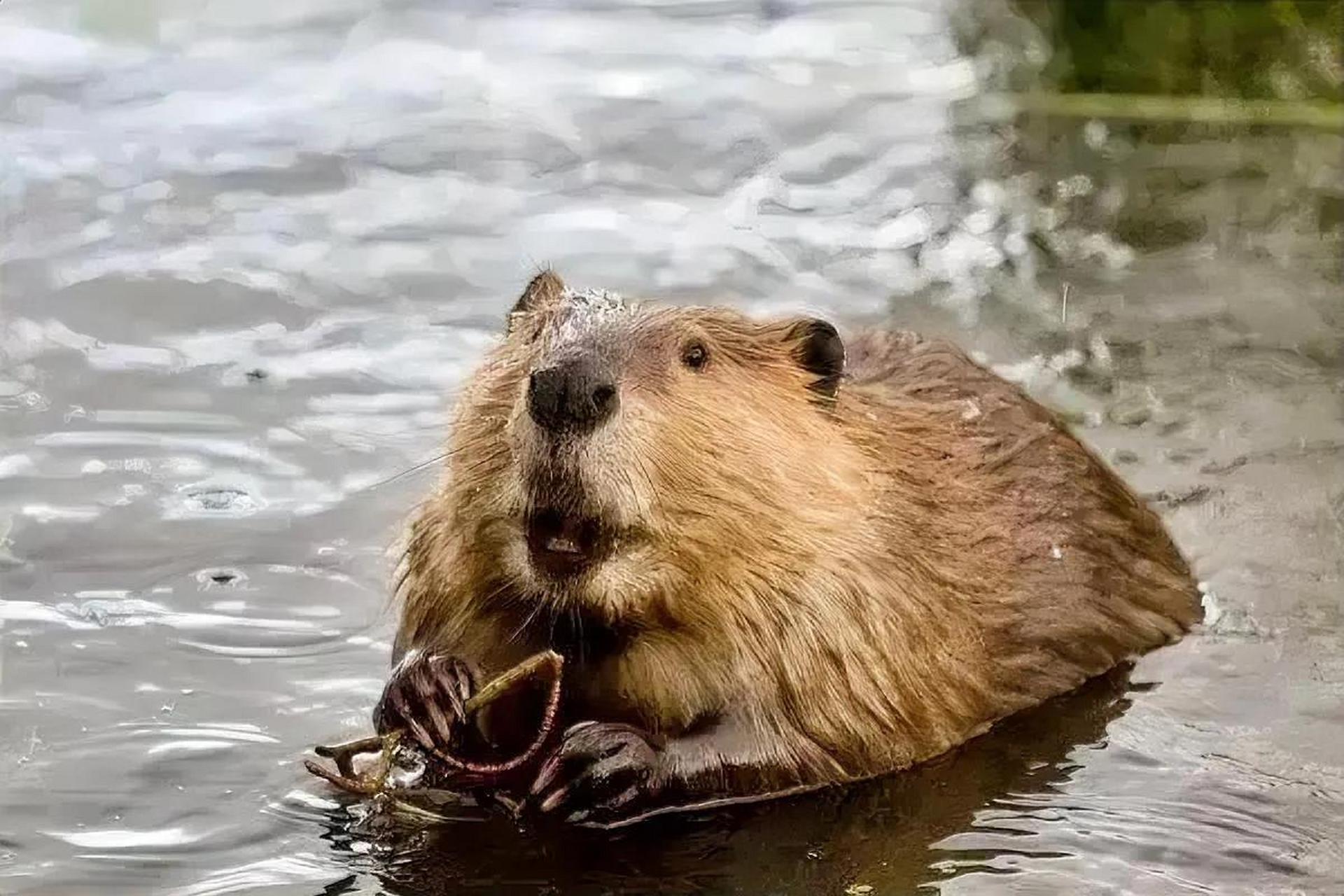 海狸香是四大动物类香料(龙涎香,麝香,灵猫香和海狸香)中价位最低的