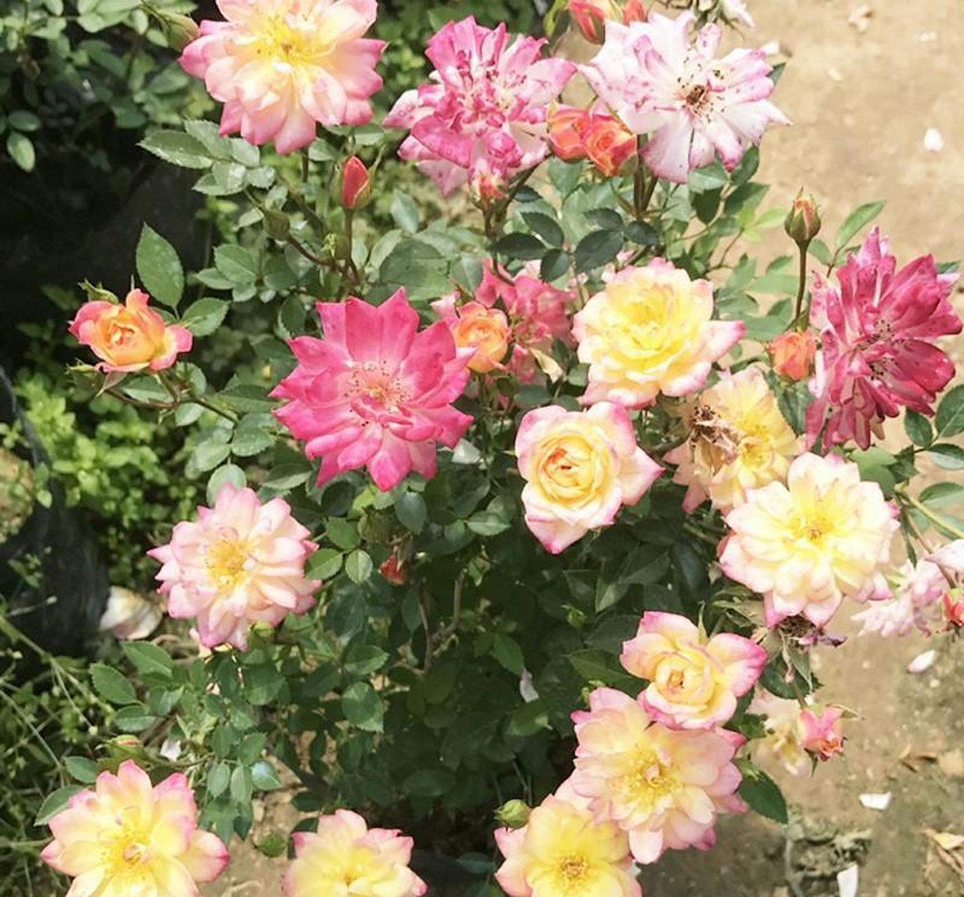 微型月季花"小五彩",一种会同时开几种颜色花朵的植物,五颜六色,绚丽