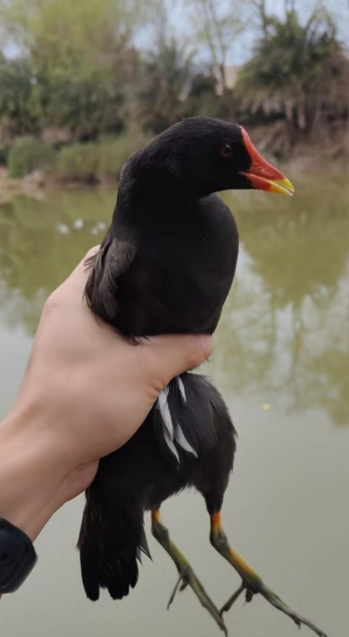 這是什麼鳥啊?把它放生了對還是不對啊