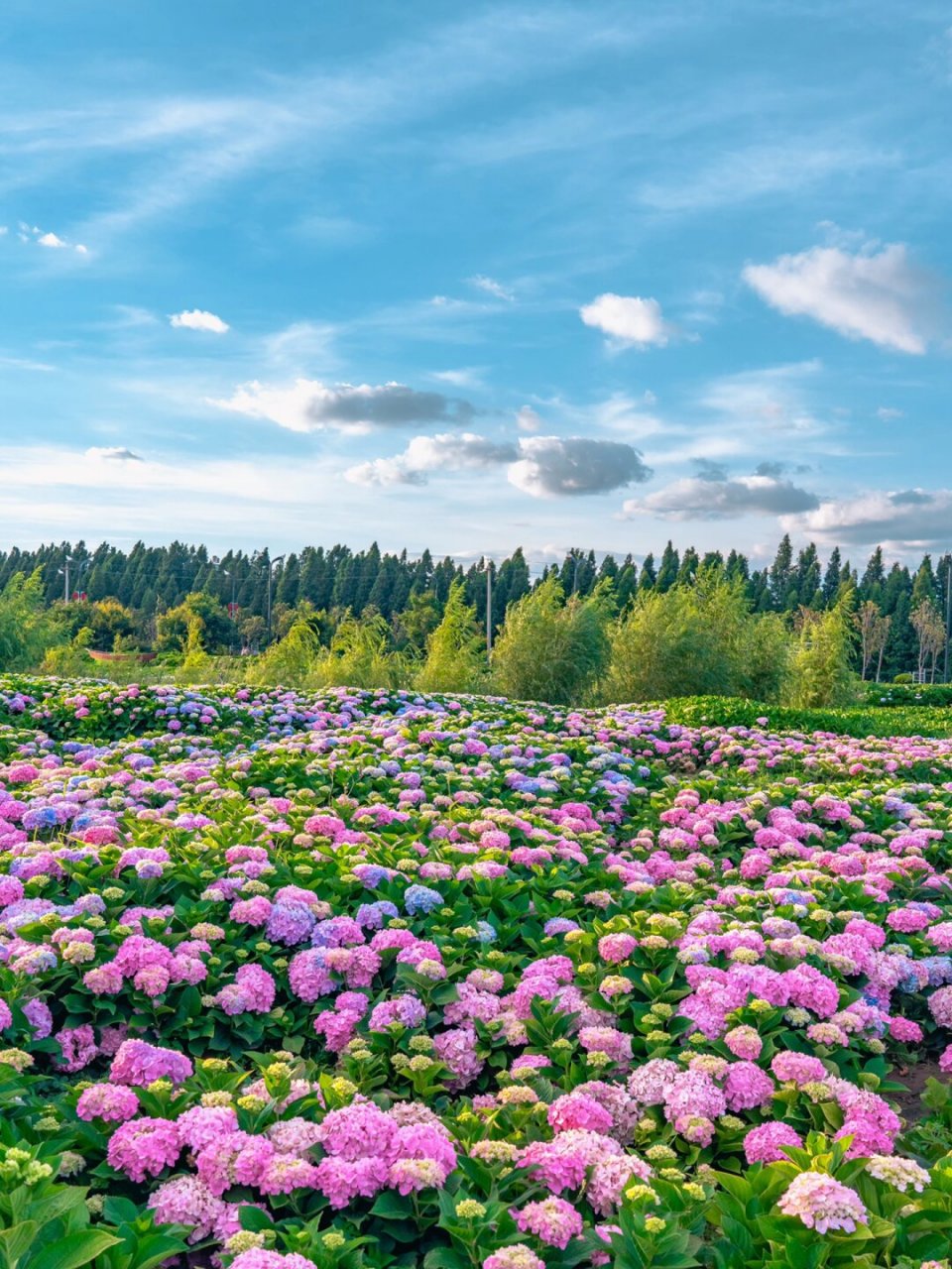 云南的浪漫,鲜花94天空94各占一半  昆明最大的绣球花海竟然藏在