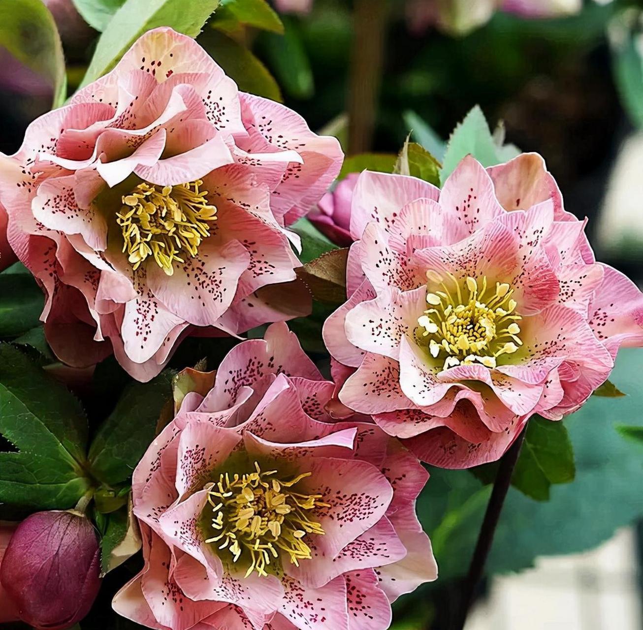 被名字耽误一生的花——铁筷子花 [鲜花]铁筷子花是一种超级耐寒的花