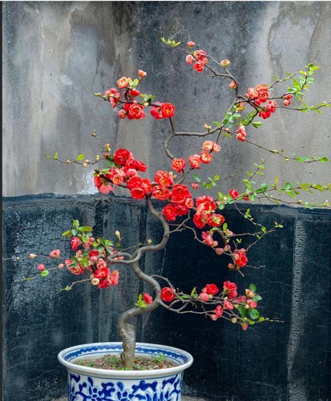 长寿冠海棠是打造老桩盆景的优良花卉 [666]长寿冠海棠是沂州海棠的