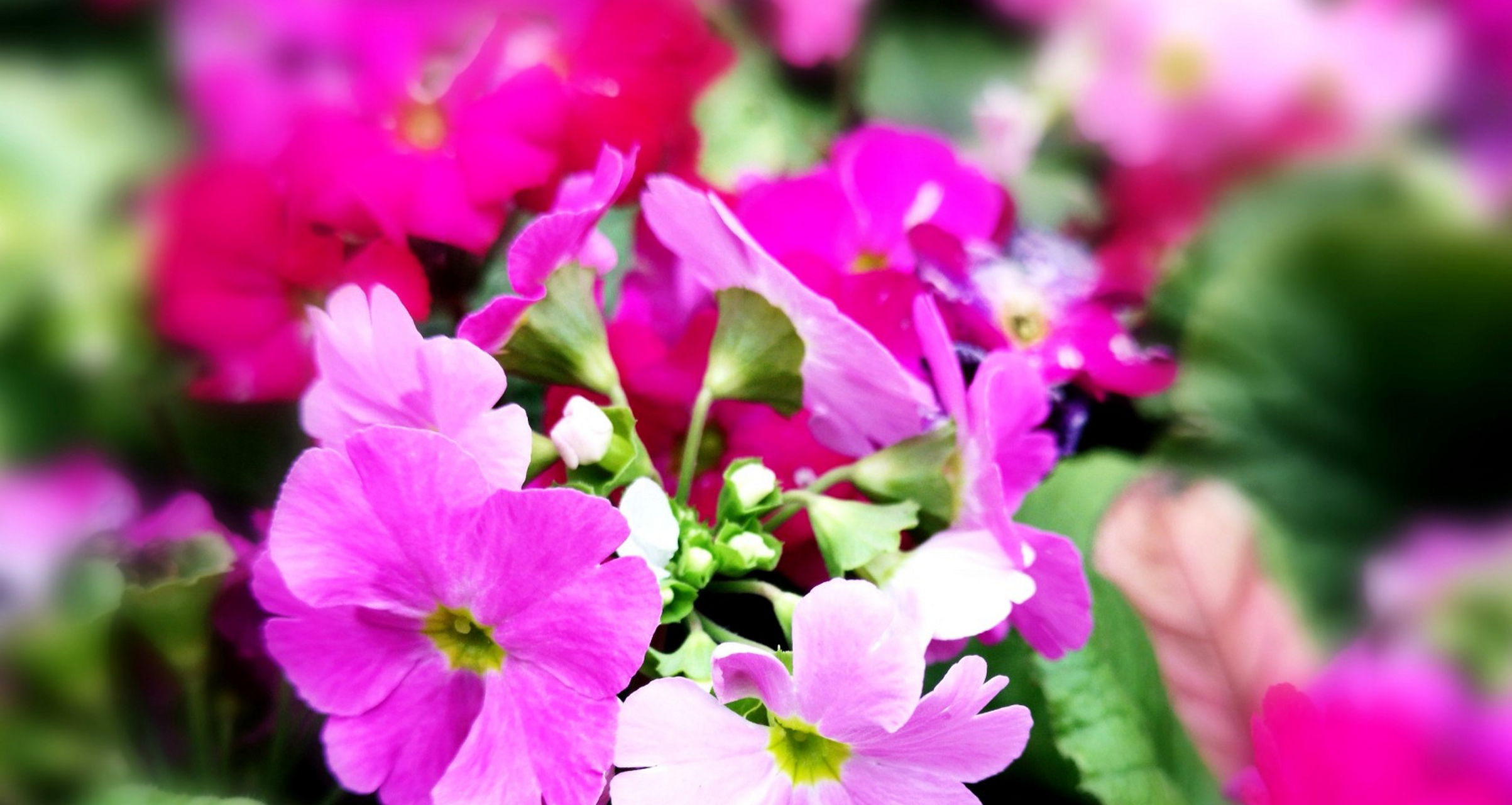 樱草花属是多年生草本植物,种植一至两年,株高-30厘米,全株有纤细的