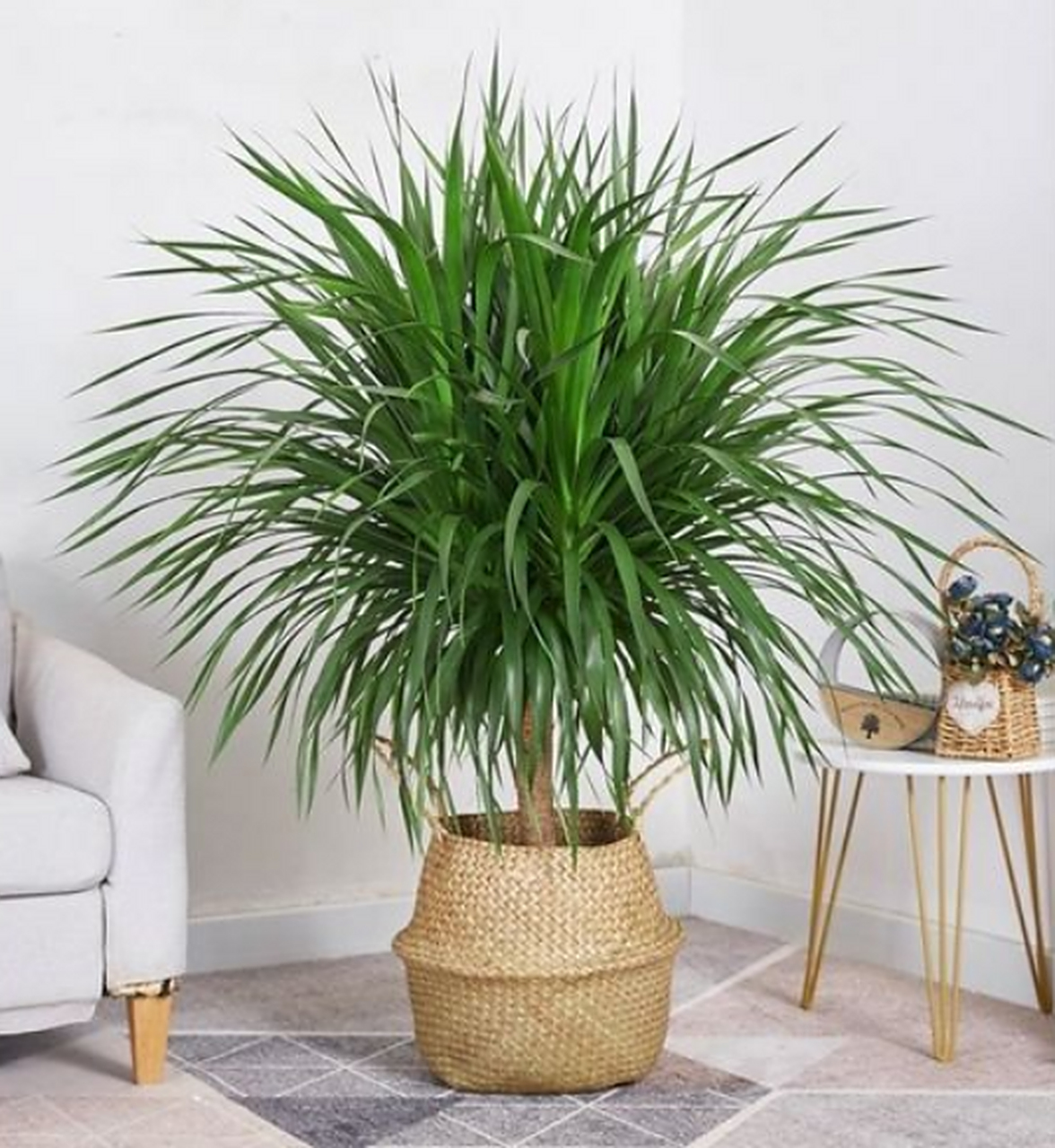 龙血树怎么养才能更旺盛(龙血树的养殖方法和注意事项)