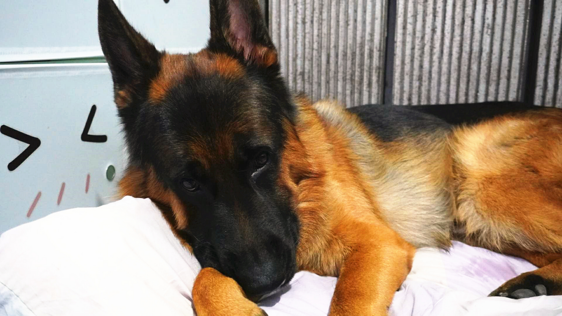 早上带着阿尔法和贝塔出去上厕所,顺便玩了一会,在外面的时间比较长