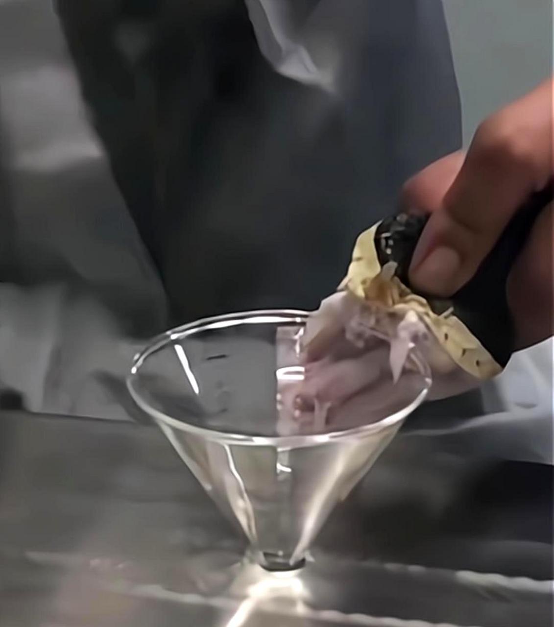 这条蛇的锋利牙齿让人感到毛骨悚然!