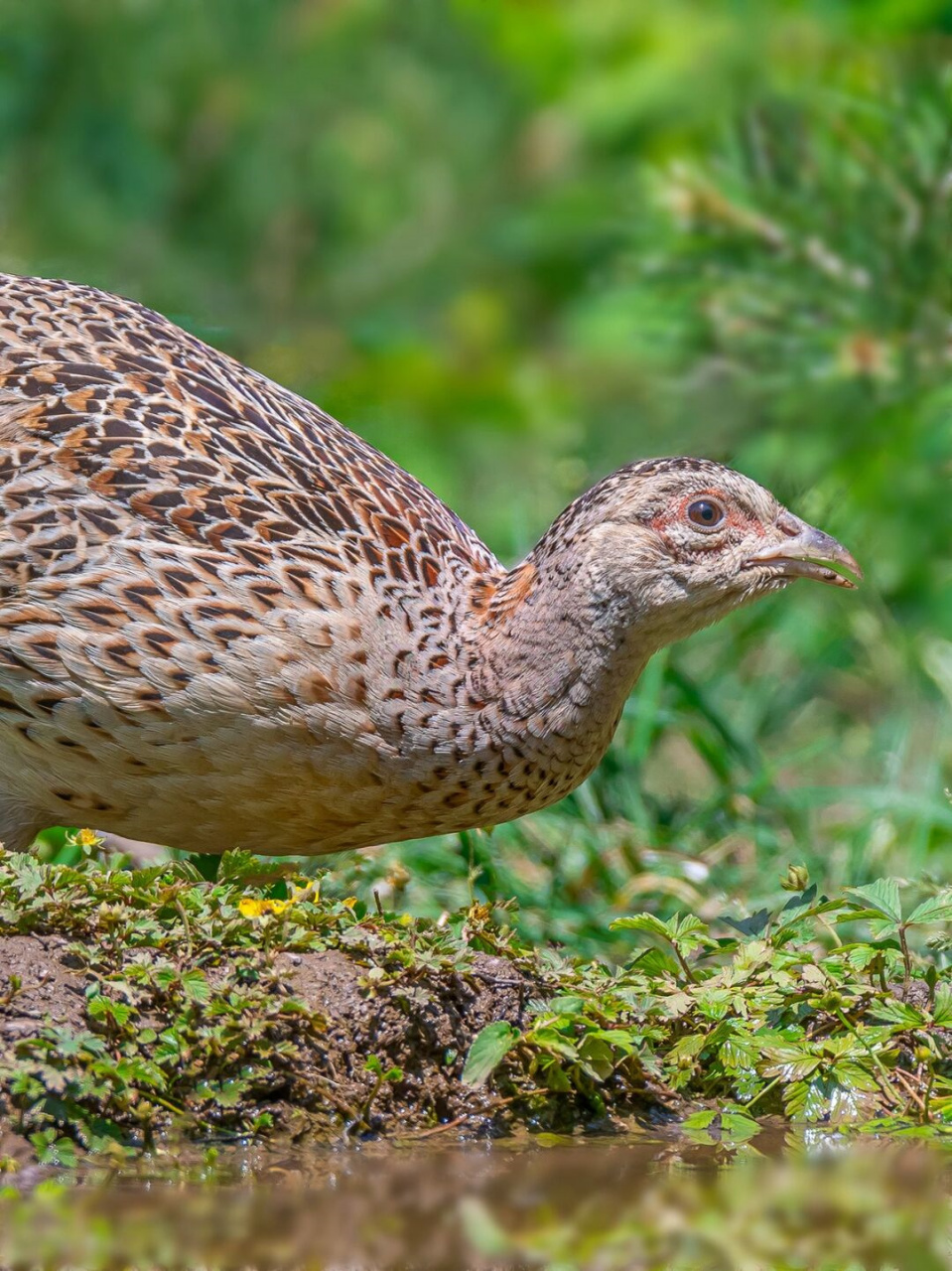 漂亮的大鸡  随着国家野生动物保护法规的颁布和人们增强了对野生动物