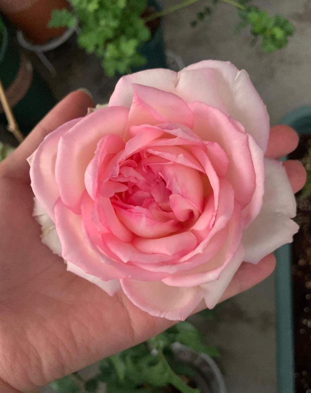 香水月季"乐天派",植株高度30~50公分,树形直立,叶色翠绿,古典玫瑰的