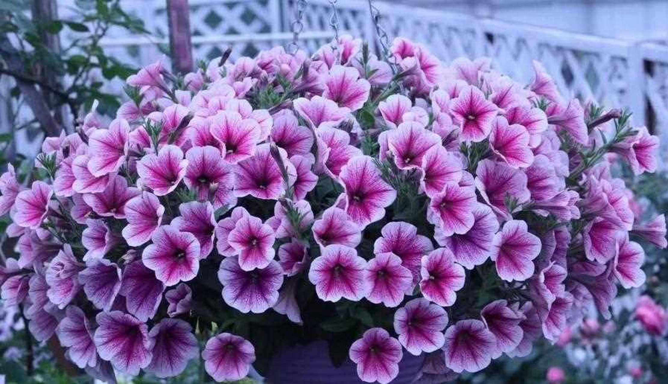 矮牵牛是最容易出效果,最容易爆盆的草花品种了.