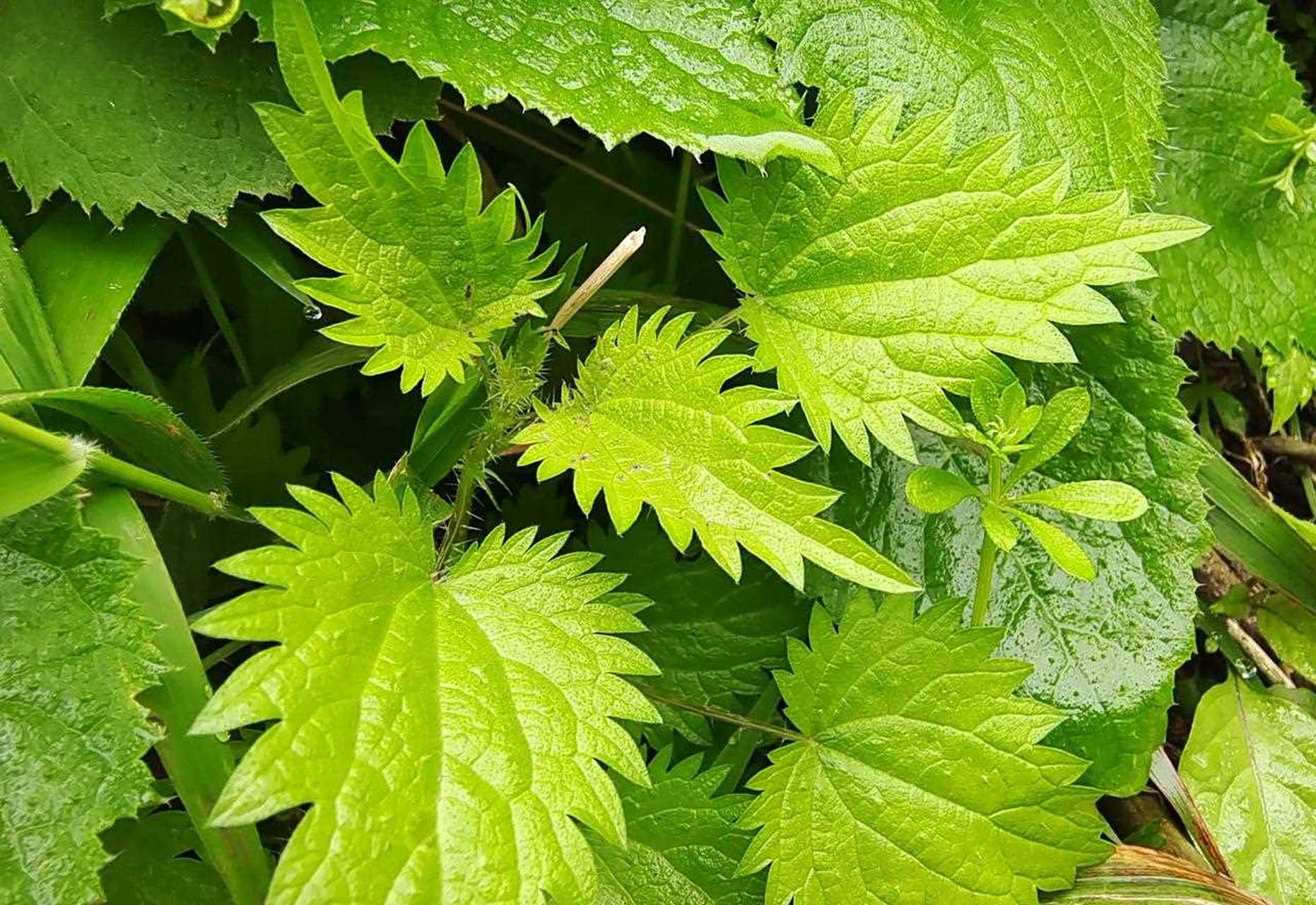 蕁麻草,在我們雲南玉溪好多農村地方都隨處可見,它