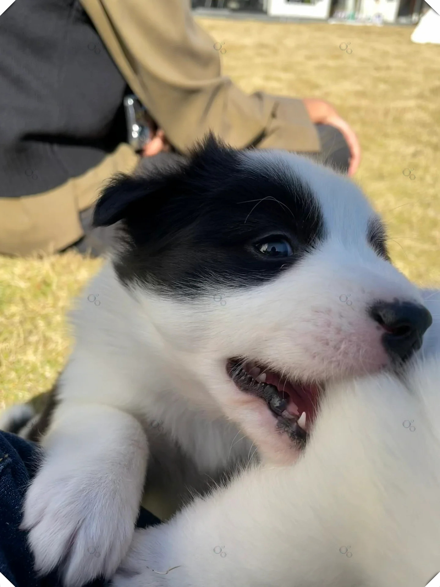 边牧和土狗串串的可爱日常  一个月前,六六被朋友带回家,当时还是个小