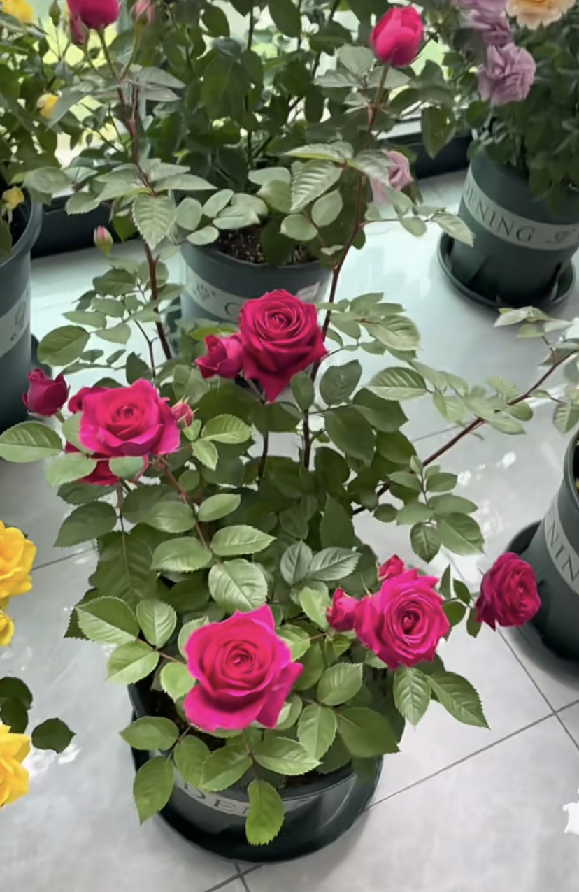 给大家推荐一个很值得拥有的品种——巨蟹座阳台,属于微型月季,植株