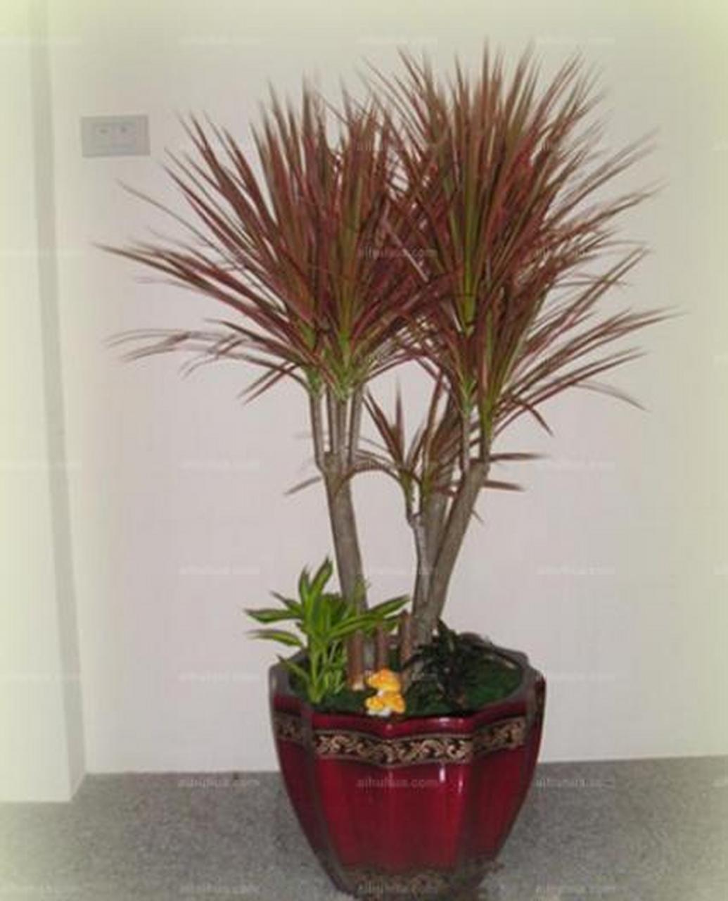 千年木寓意青春永驻,节节高升 千年木寓意青春永驻,节节高升,是颇受