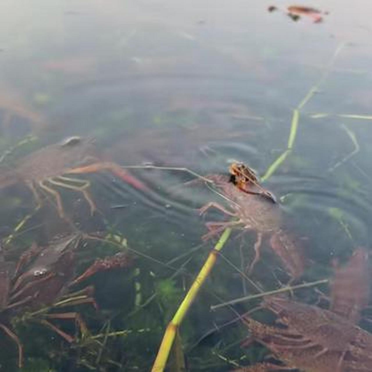 臭水沟小龙虾图片