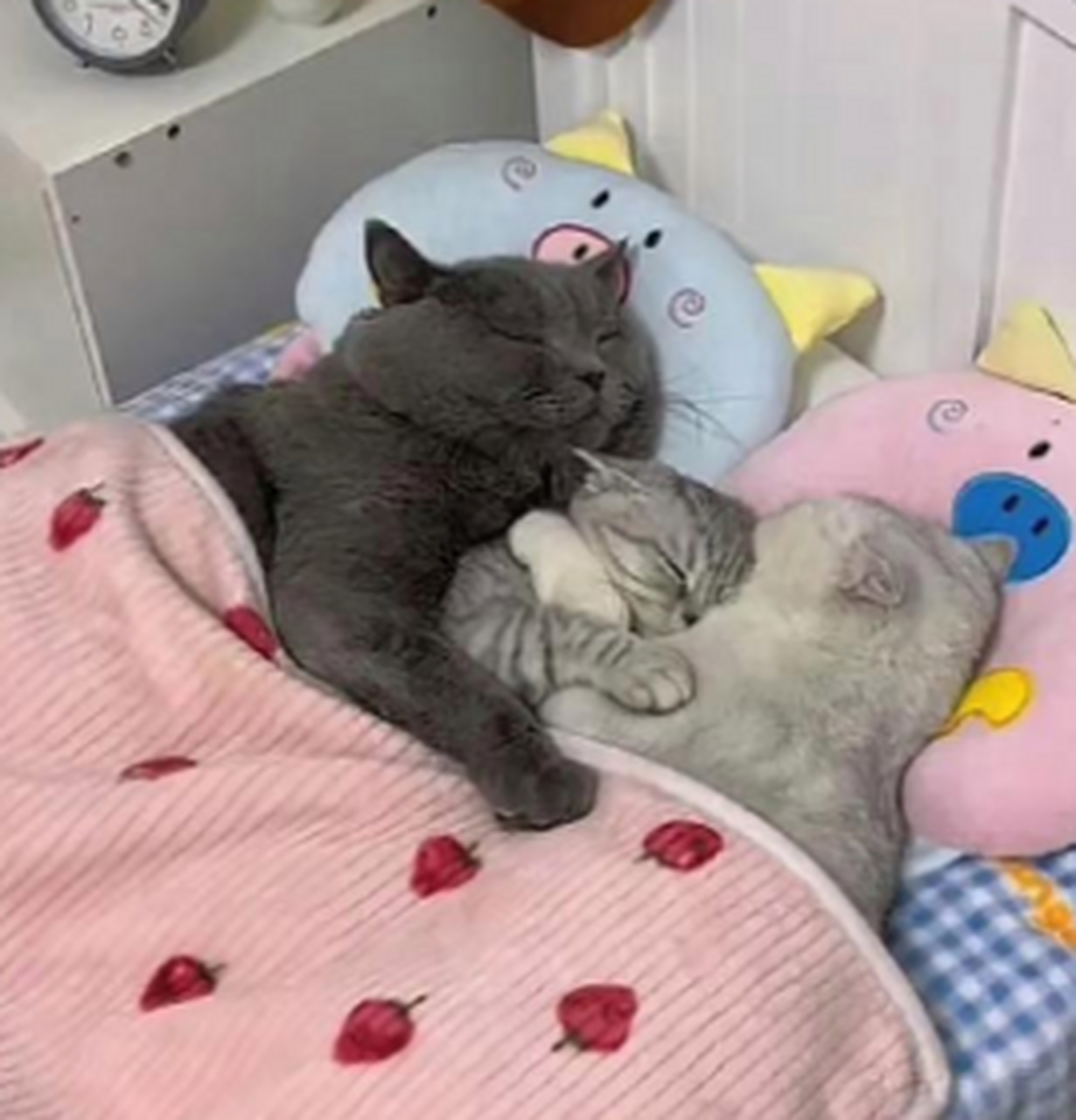 幸福的一家三口#猫咪