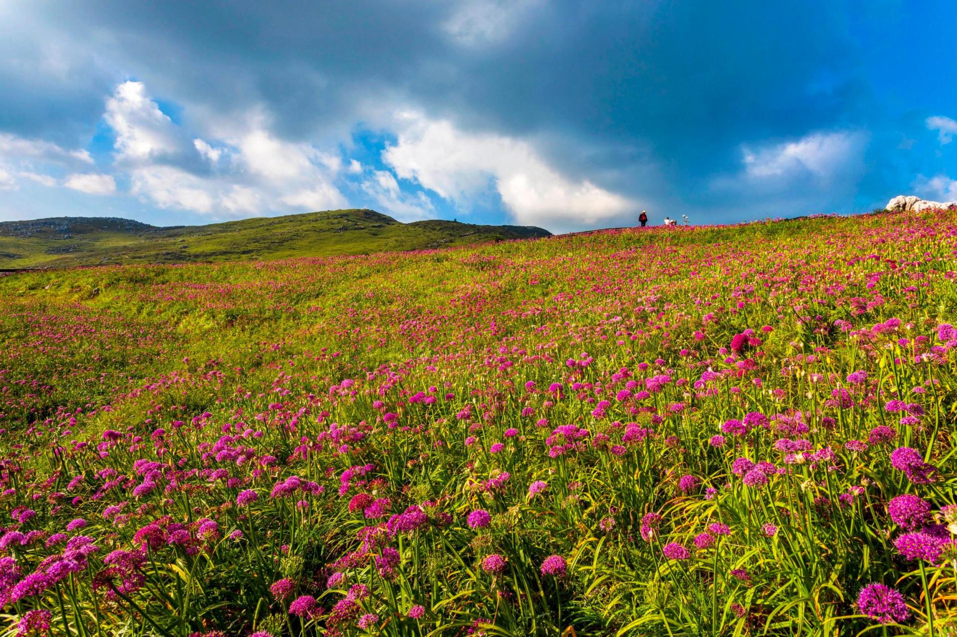 贵州屋脊的花海世界】每年九月,贵州省毕节市赫章县韭菜坪景区正值