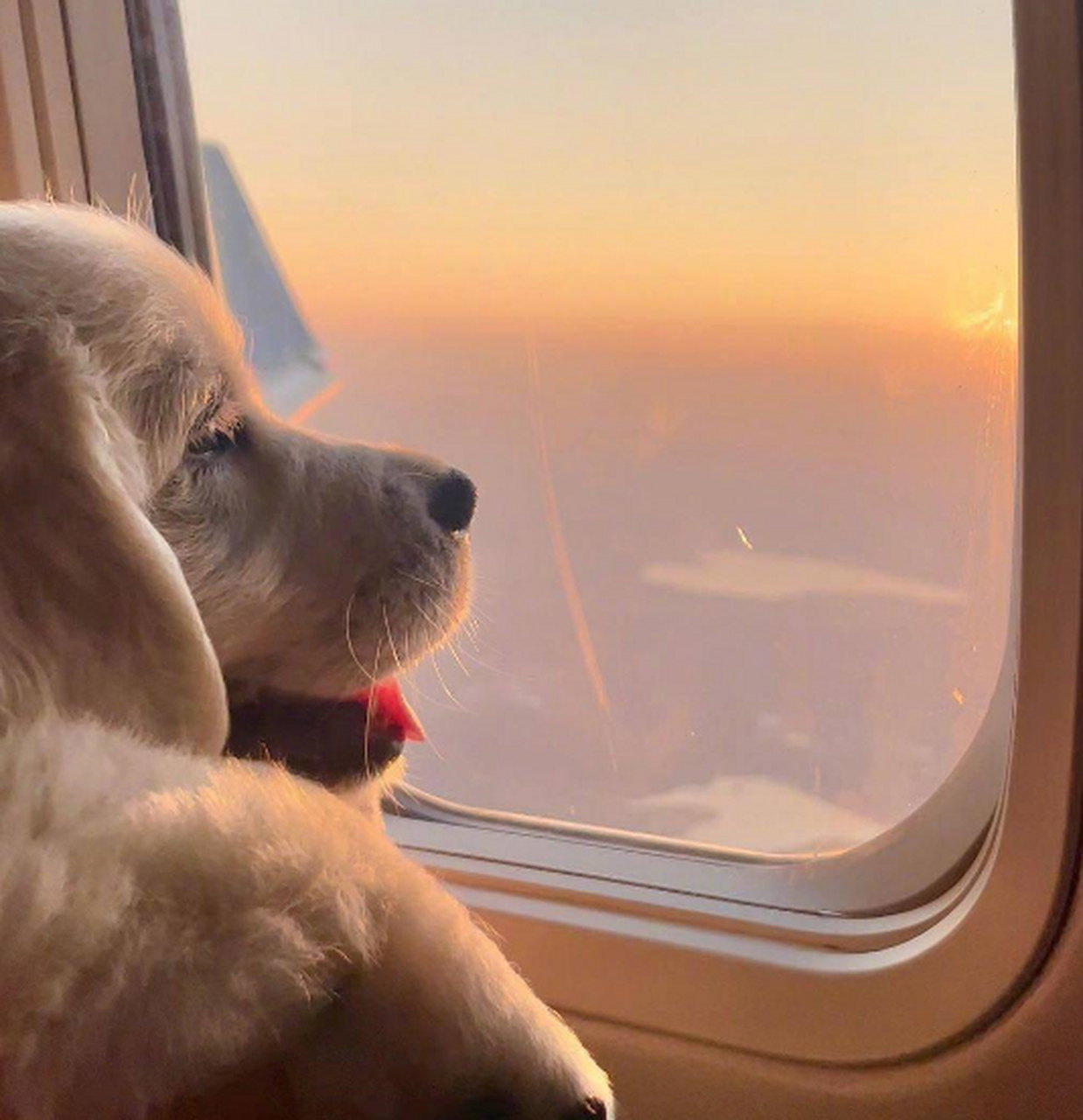 第一次坐飞机的小金毛,开心的笑了!