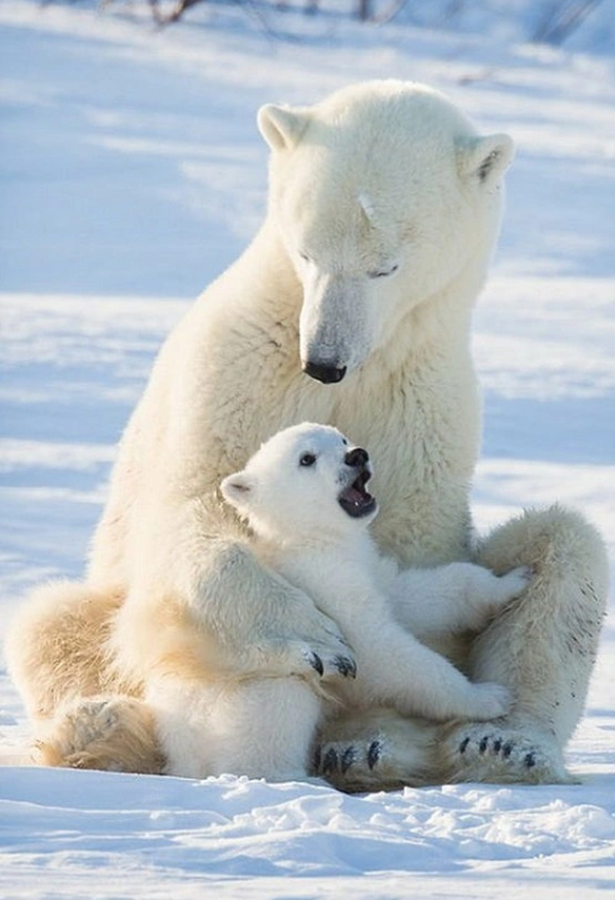 北极熊估计是第一次当妈妈,想当初,我刚当爸爸都时