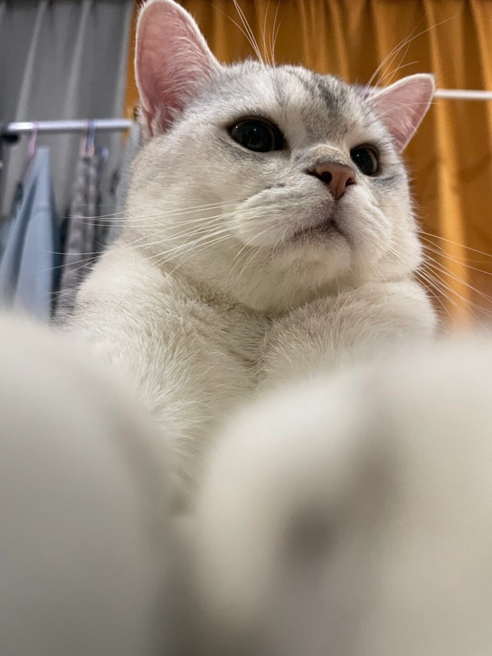 皮蛋的自拍  自恋的小猫咪英短银渐层