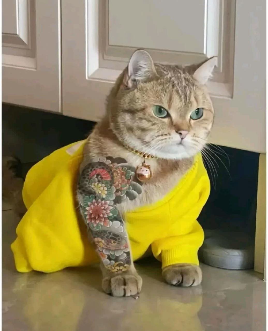 朋友们,请帮我给这只猫起一个霸气的名字吧.[大笑][大笑]#搞笑