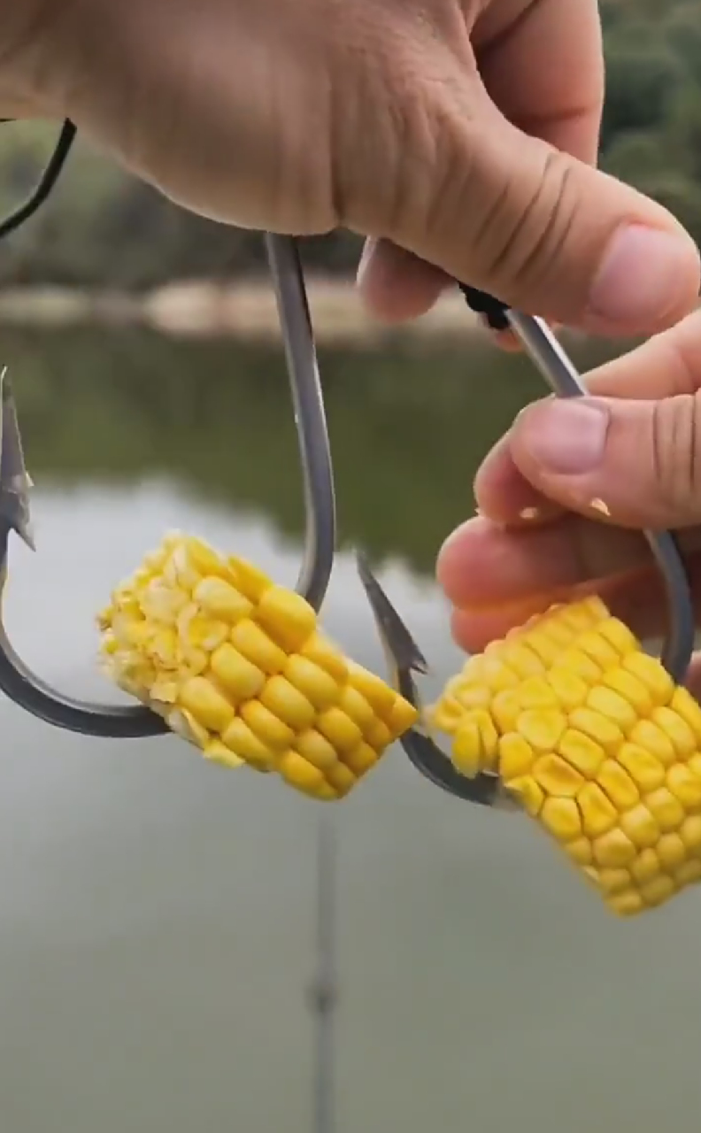 钓草鱼都说用玉米好,今天我也用玉米钓
