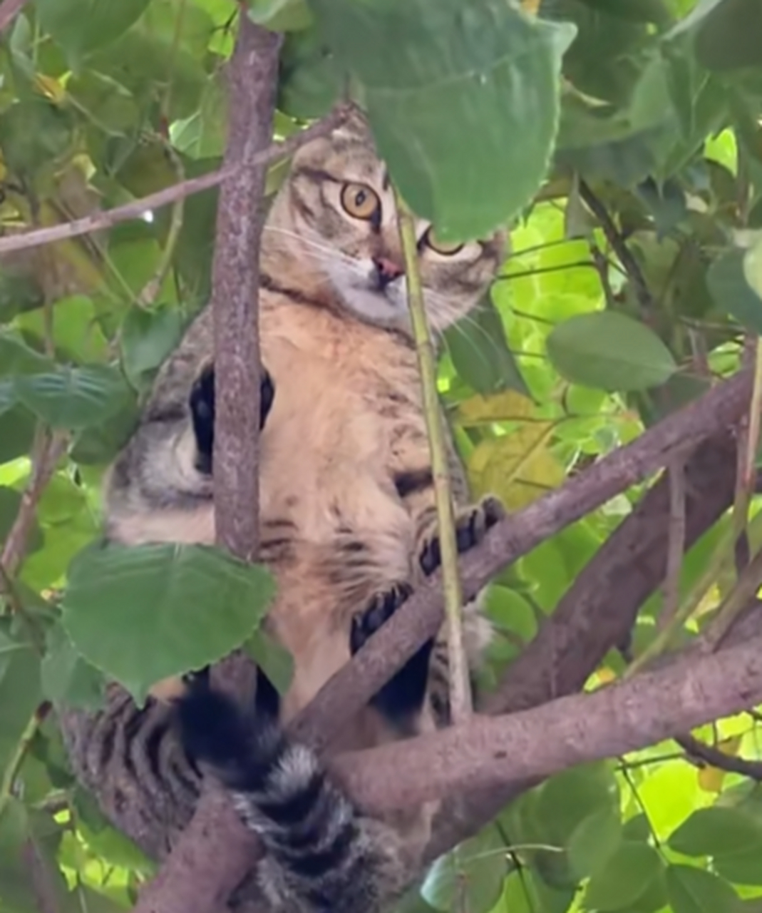 鹰头猫,看着真可爱!