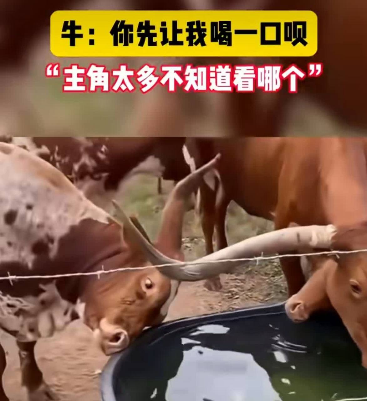 几头牛在喝水,摄影师一时不知道该把镜头给谁#趣图呵呵#[没眼看]