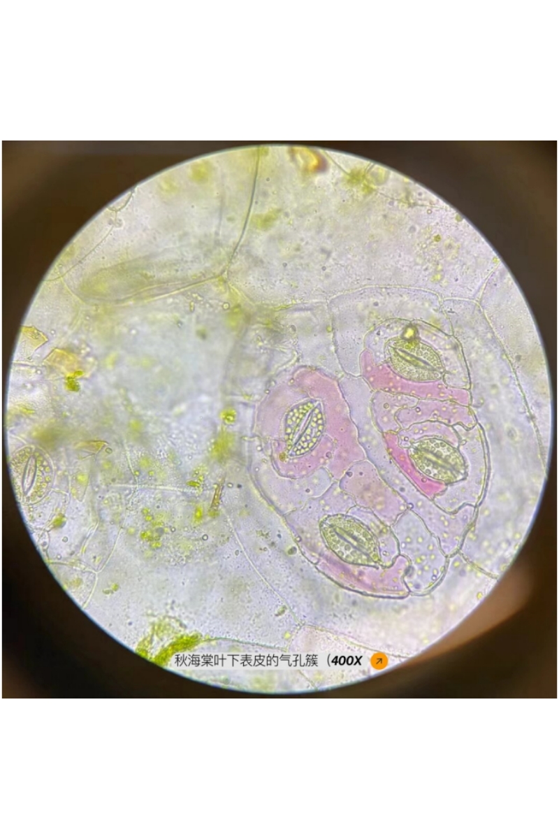 微观奇境: 植物细胞的神秘结构与无尽美丽