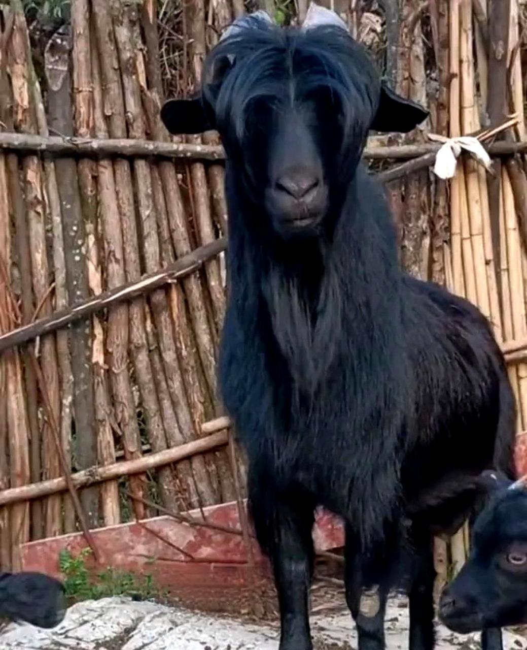 这只羊的发型不仅帅气,而且十分引人注目!