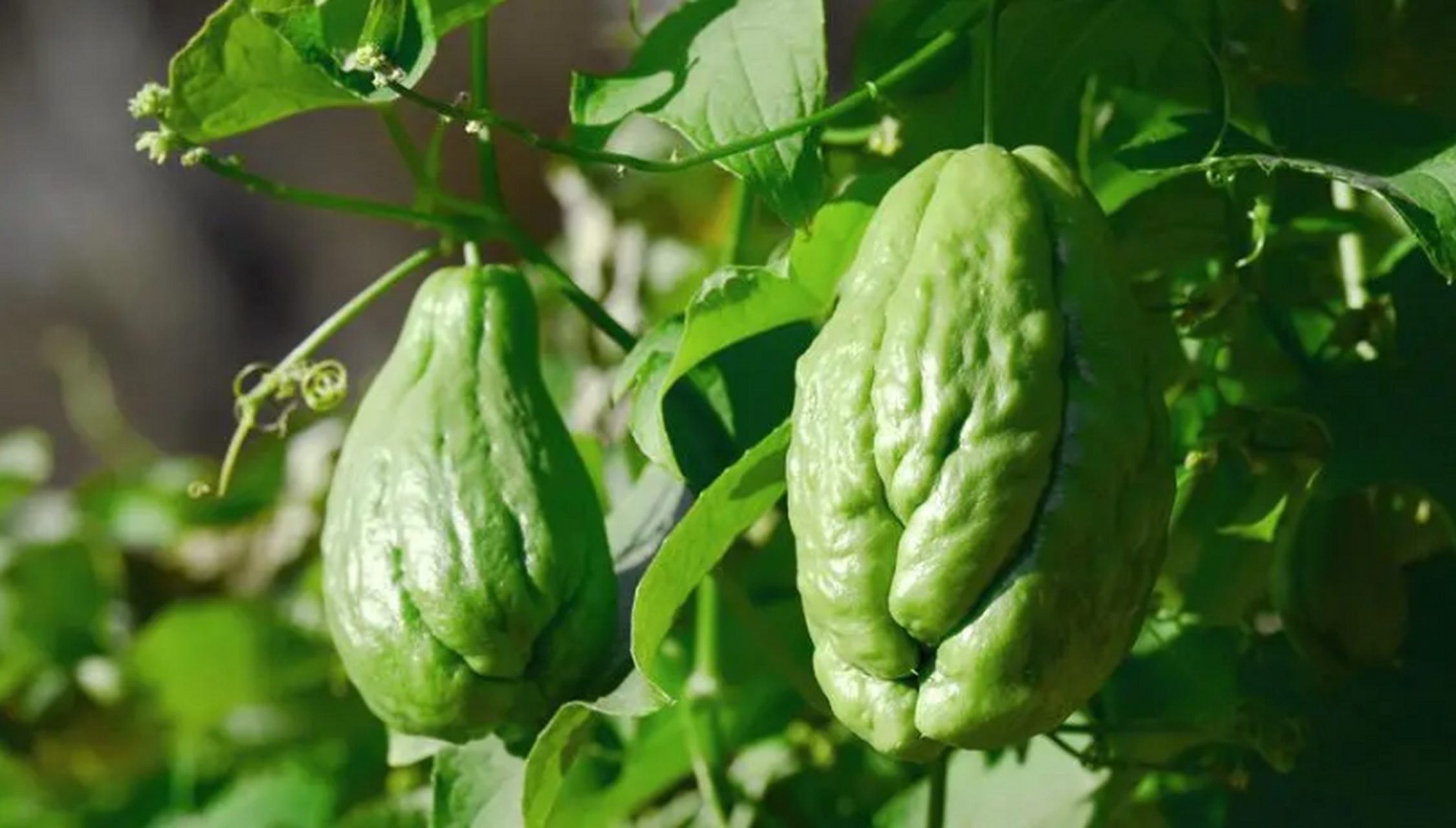 人间素有"北有人参,南有佛手瓜"之称.