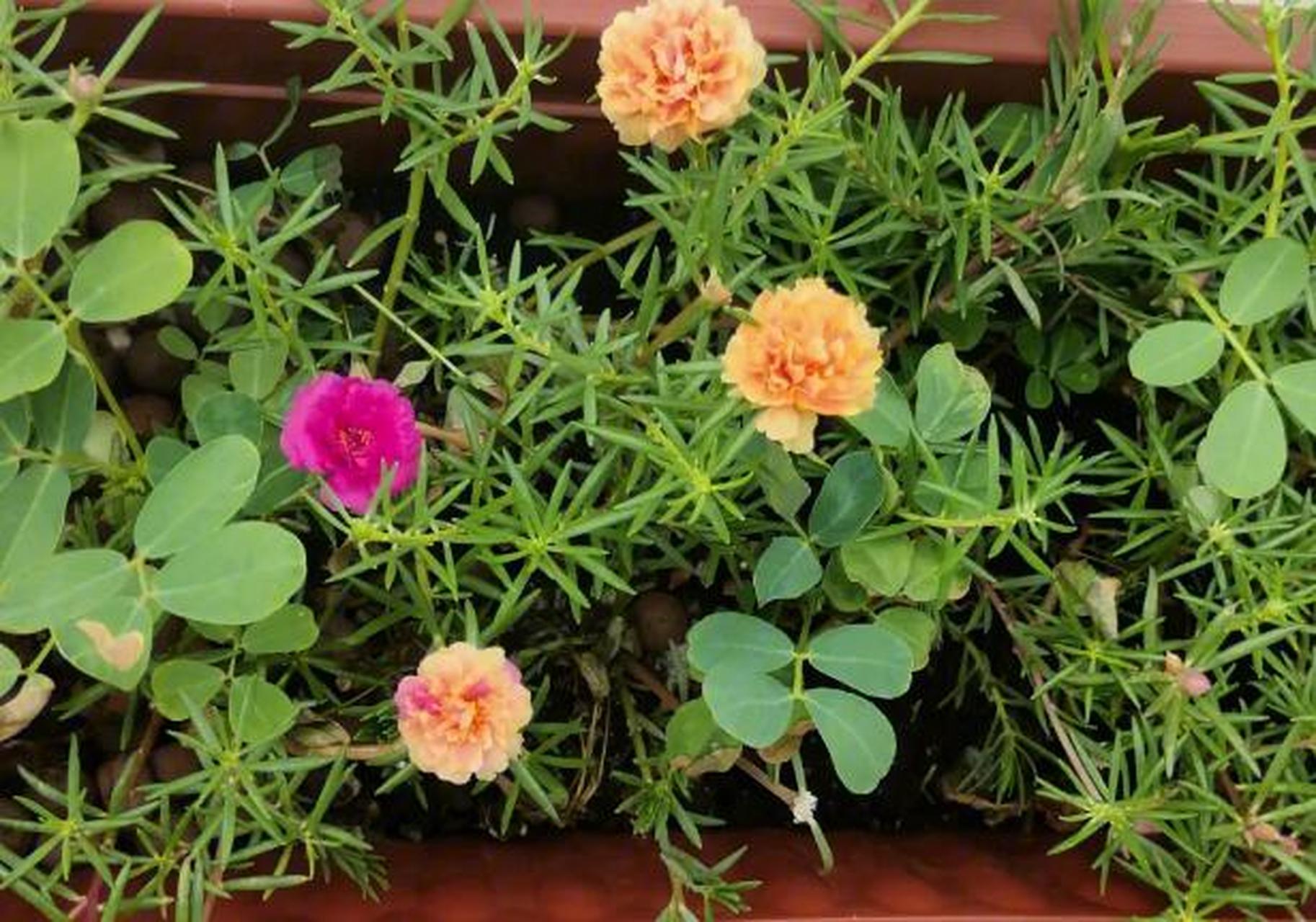 太阳花:又叫大花马齿苋,耐热又耐晒,属一年生草本,喜欢温暖,阳光充足