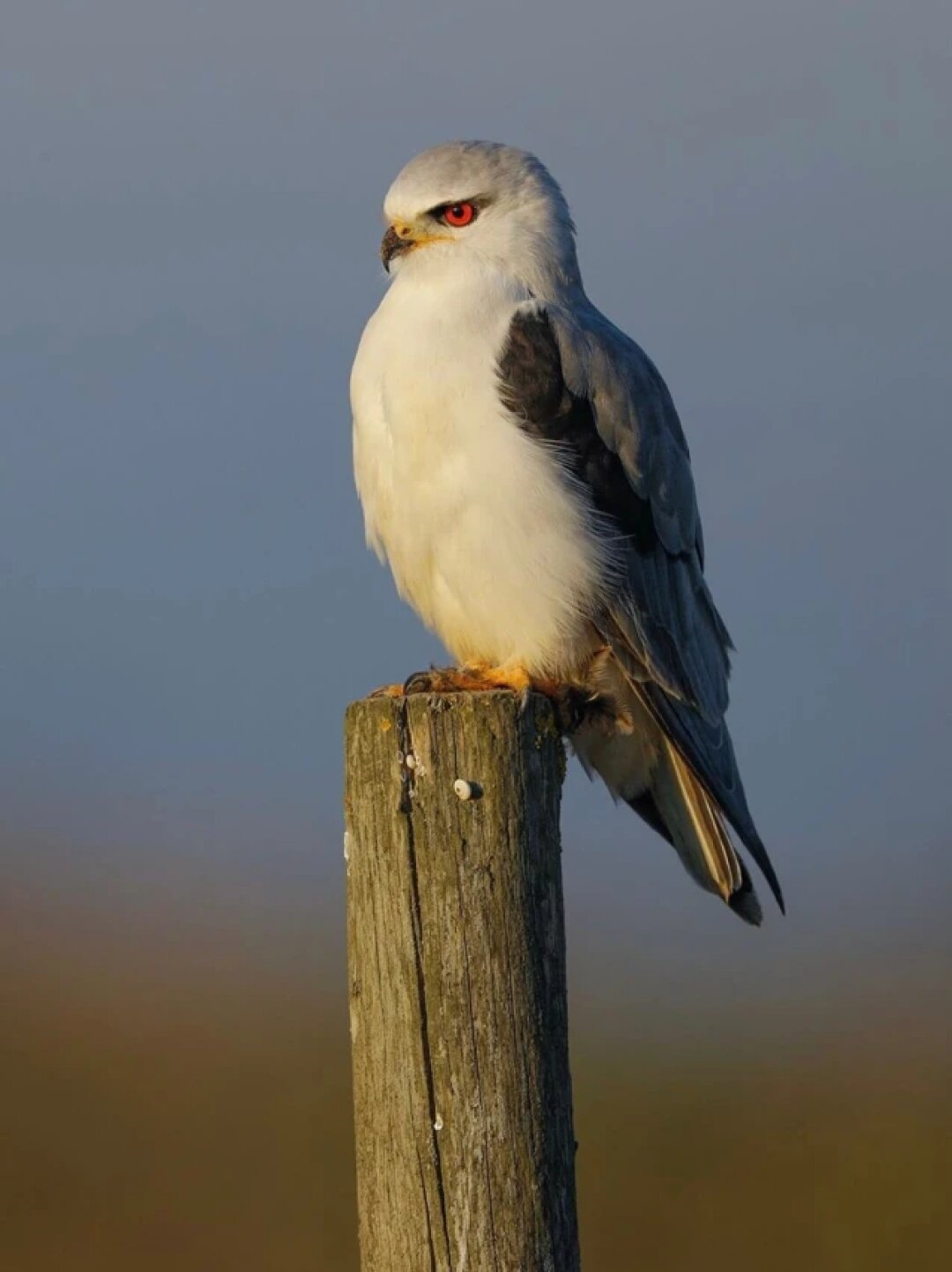 每天认识一种有趣动物