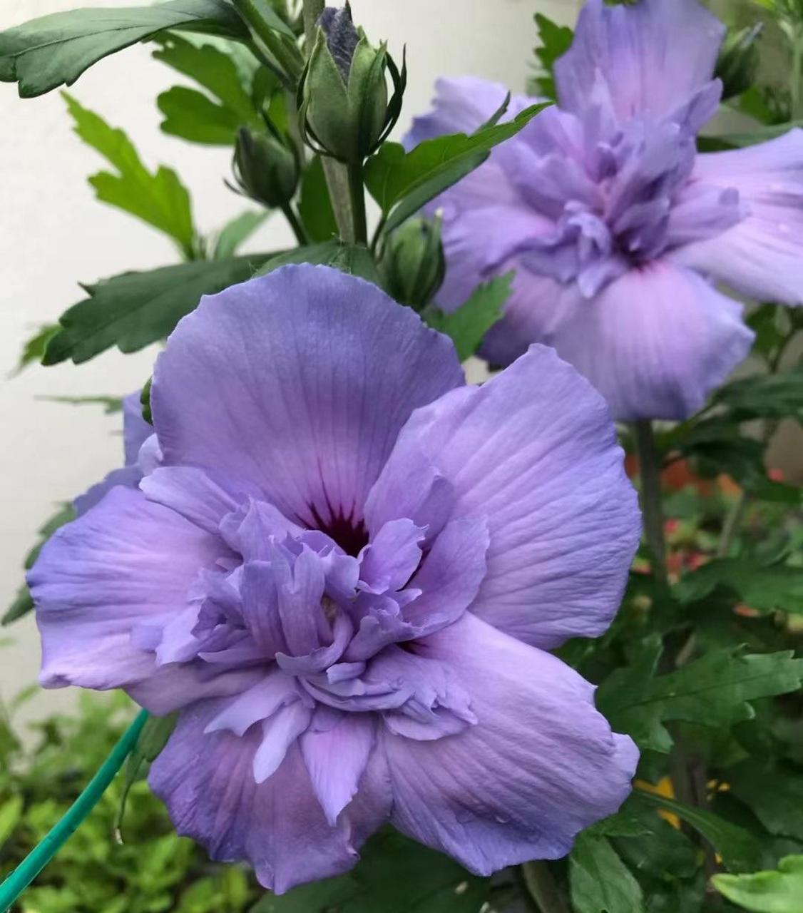 喜欢蓝色花朵的朋友,可以养这种花——木槿花"蓝雪纺",人工培育的园艺